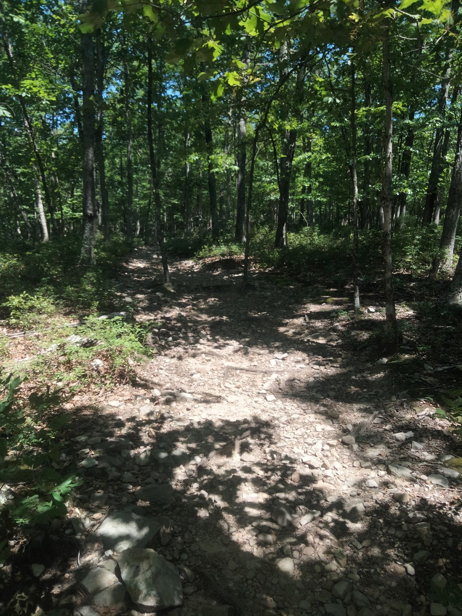 A winding dirt path through a sun-dappled, dense forest. - Mill Mountain loop from Carilion Roanoke Memorial Hospital