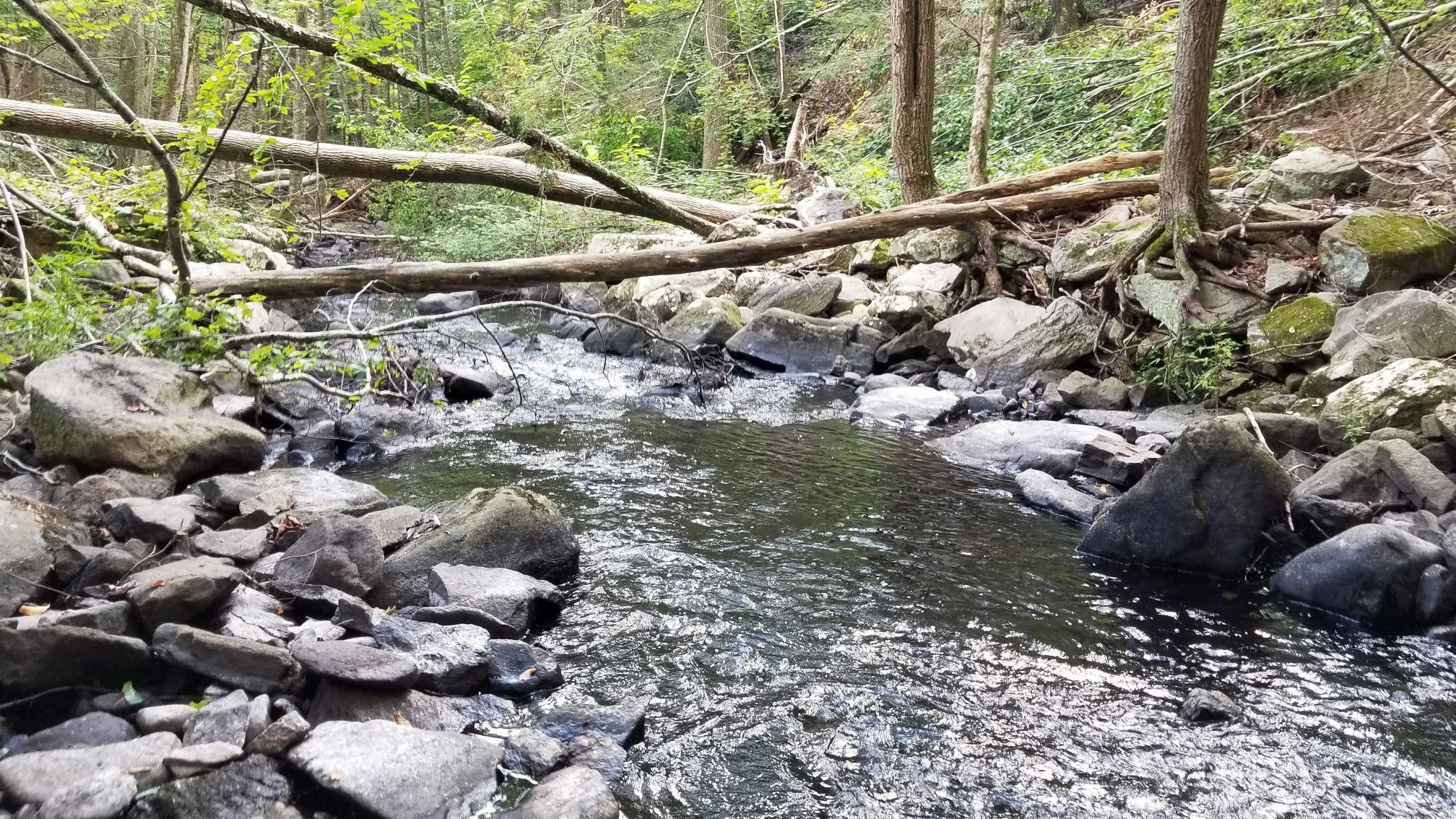 A rocky stream flows through a forest with fallen logs overhead. - Red Trail