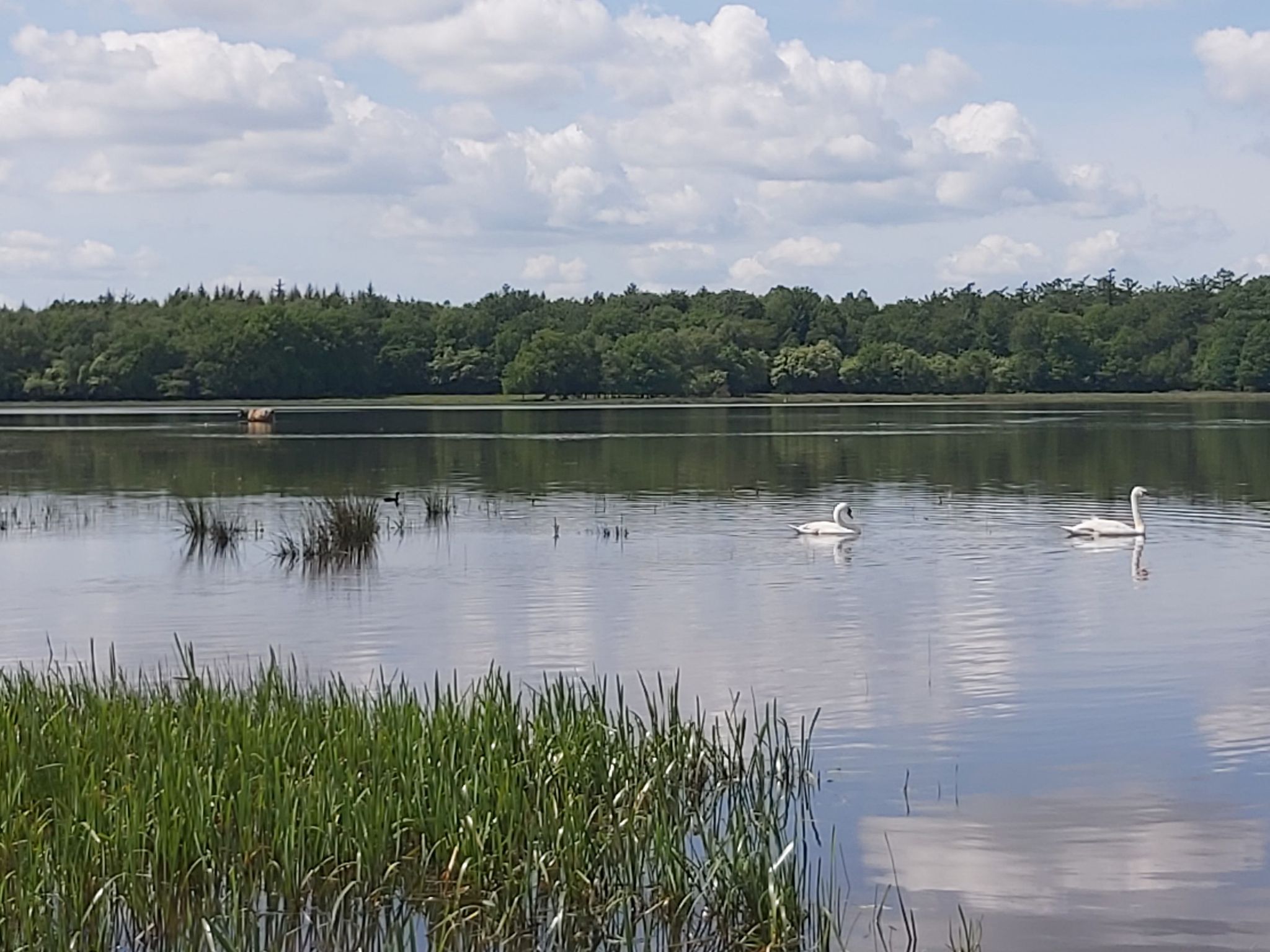 Zwanen op de voorgrond en een schotse hooglander die verkoelong zoekt.