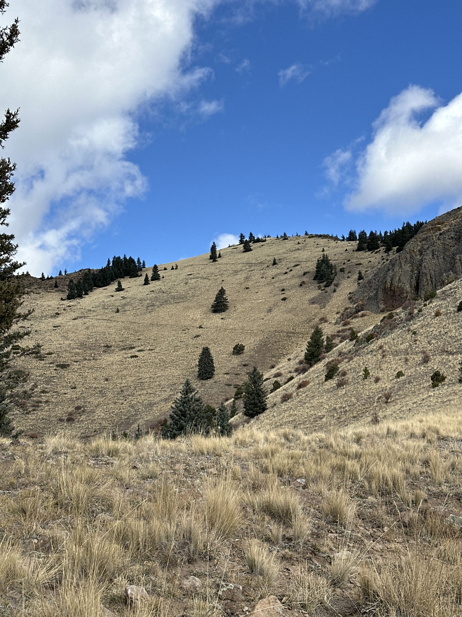 Sunny hillside with dry grass and scattered evergreen trees under a blue sky. - Gooseberry Springs and Mount Taylor Loop