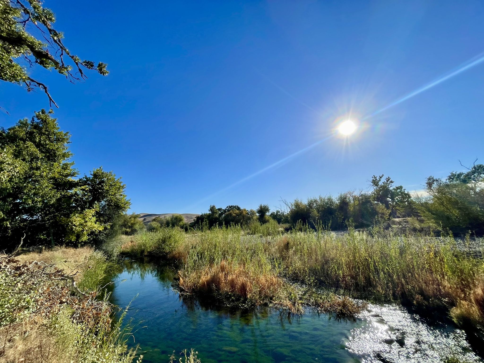 A clear stream flowing through green reeds and trees on a bright sunny day. - Sycamore Grove Park – Sycamore Grove Park loop from Independence Park