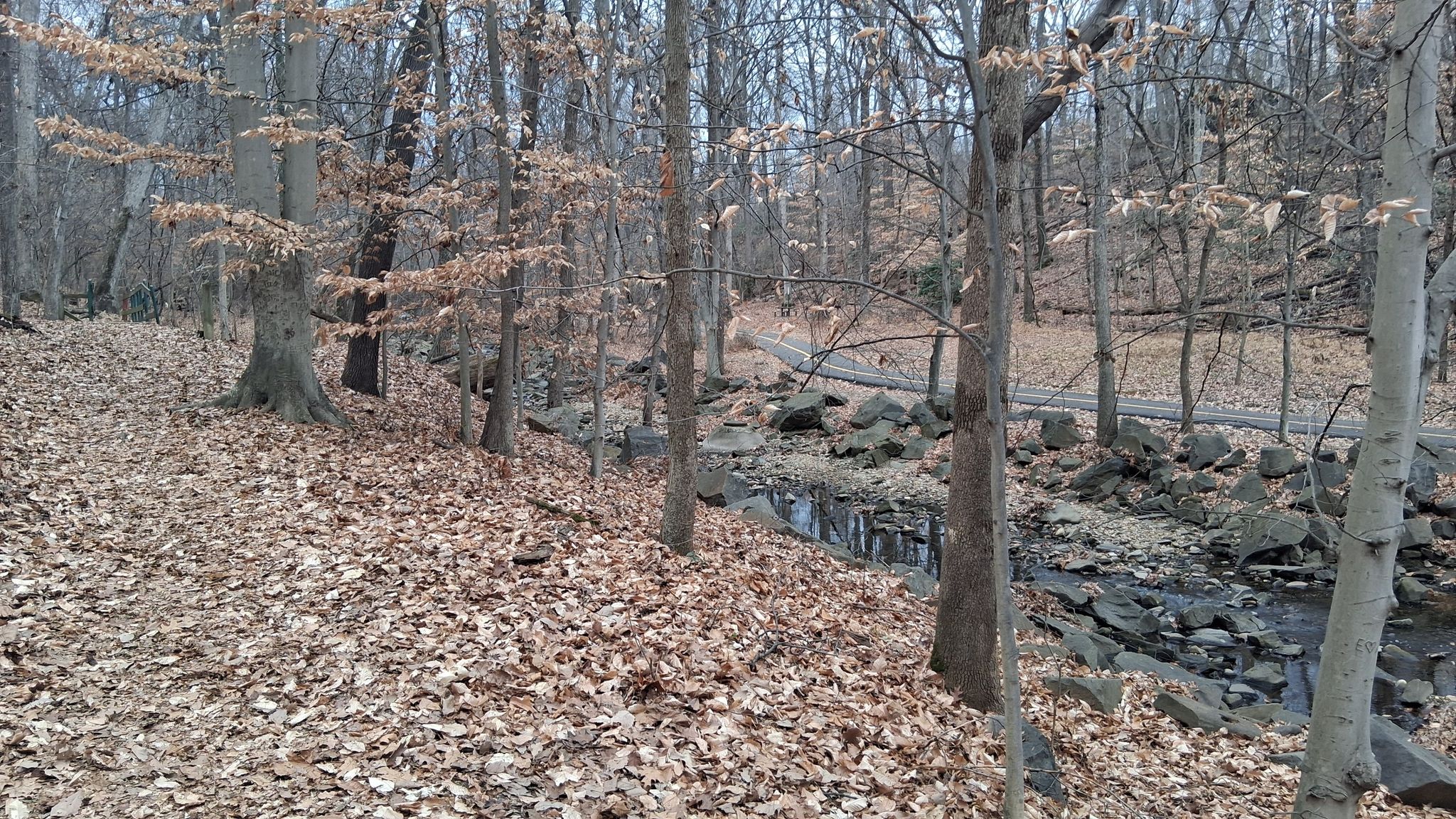 Bare trees in a forest with a leaf-covered path and rocky stream. - Lubber Run Trail