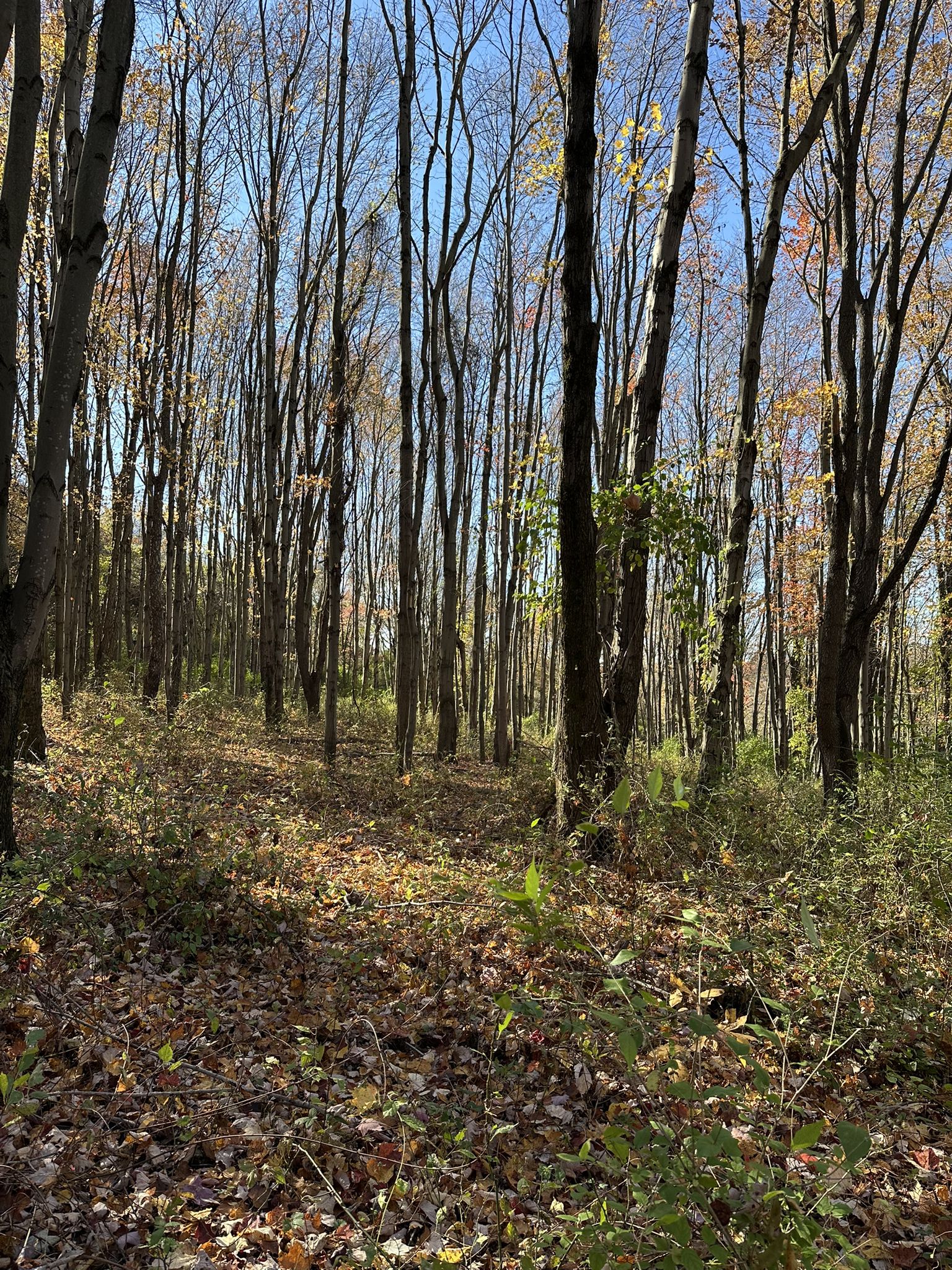 Sunny forest with tall, bare trees and a leaf-covered ground. - Pleasant Valley, Sunken Garden, and Hill Top Trails Loop