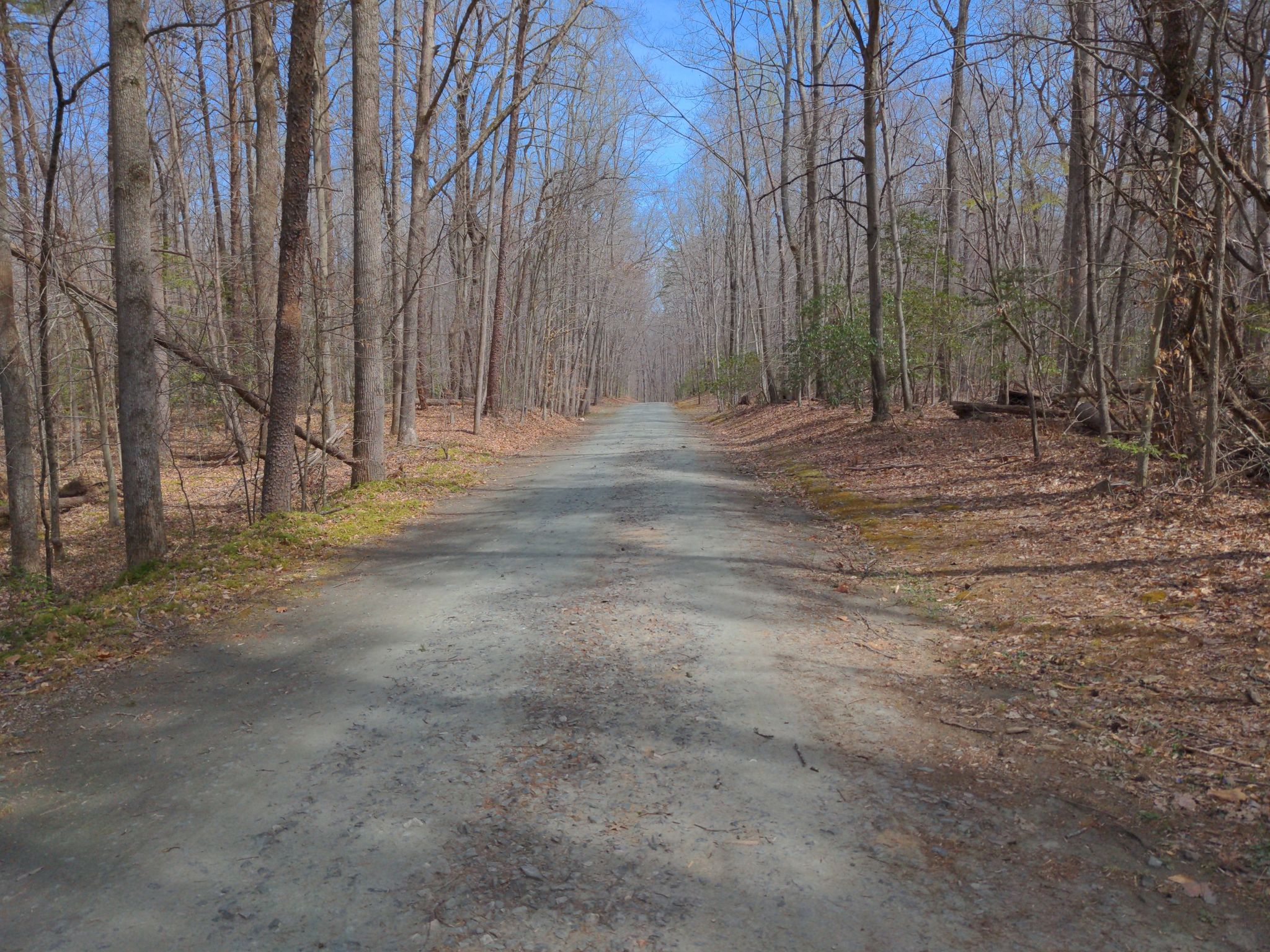 A wide dirt path stretches through a sunlit forest of bare trees. - Potomac Heritage Trail Loop