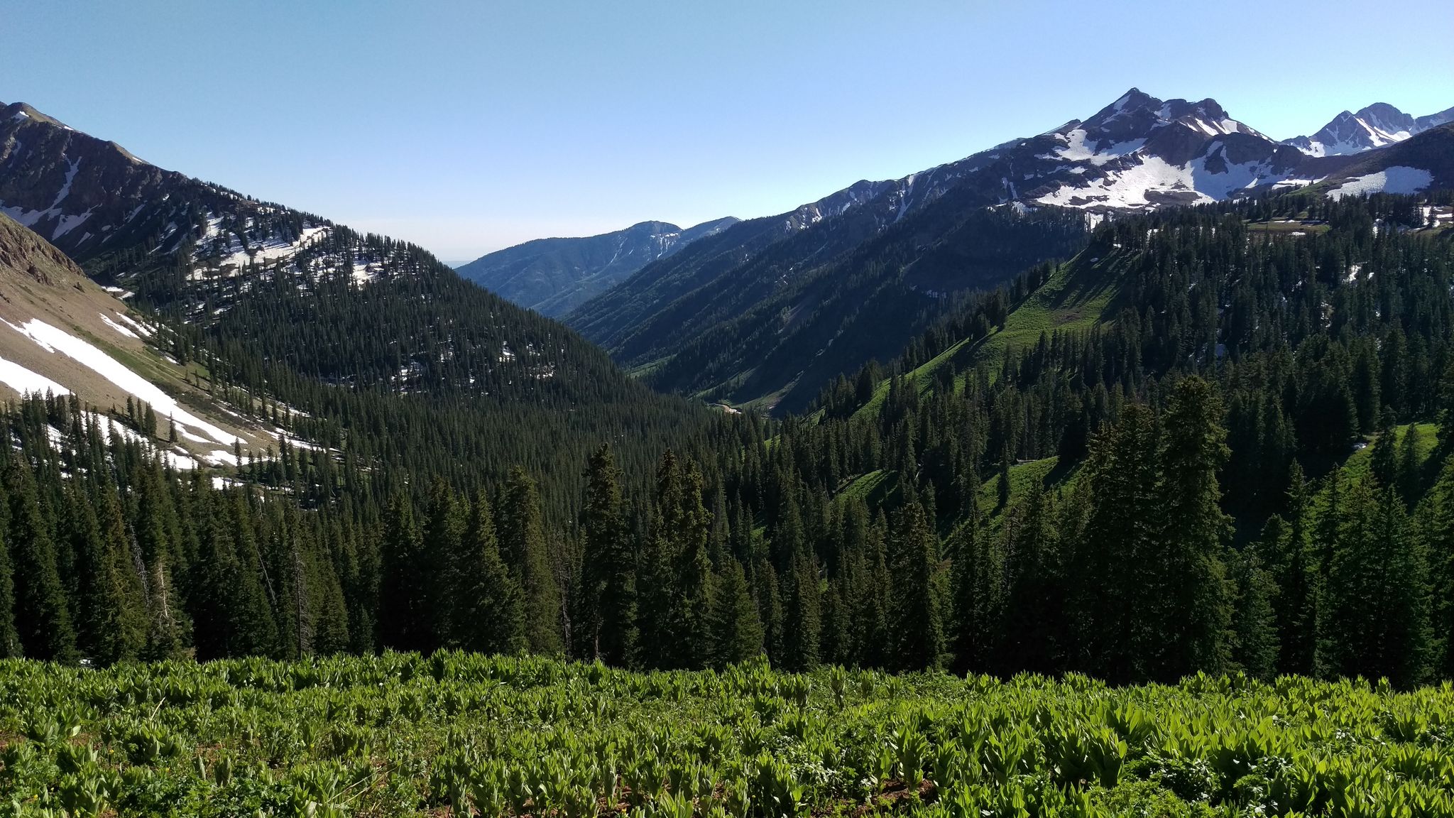 Lush green valley with dense evergreen forests and snow-capped mountains under clear skies. - Highline Colorado Trail