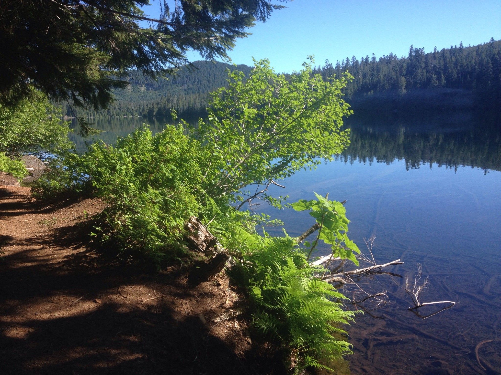 Sunny lake shore with green ferns and trees, dirt path beside calm water. - Lost Lake Butte – Mount Hood National Forest