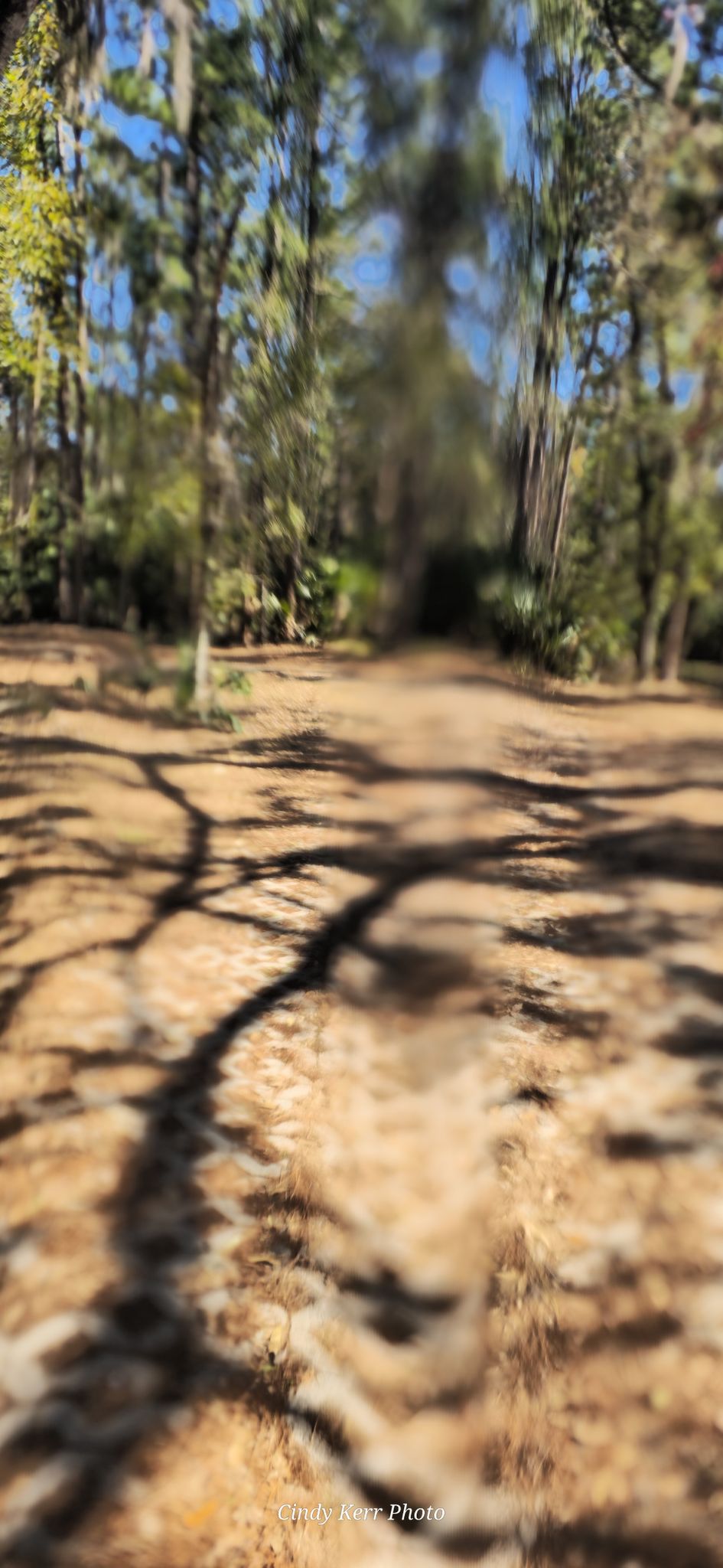 Sunny forest path with long tree shadows on dry leaves. - John Chestnut Senior Park loop