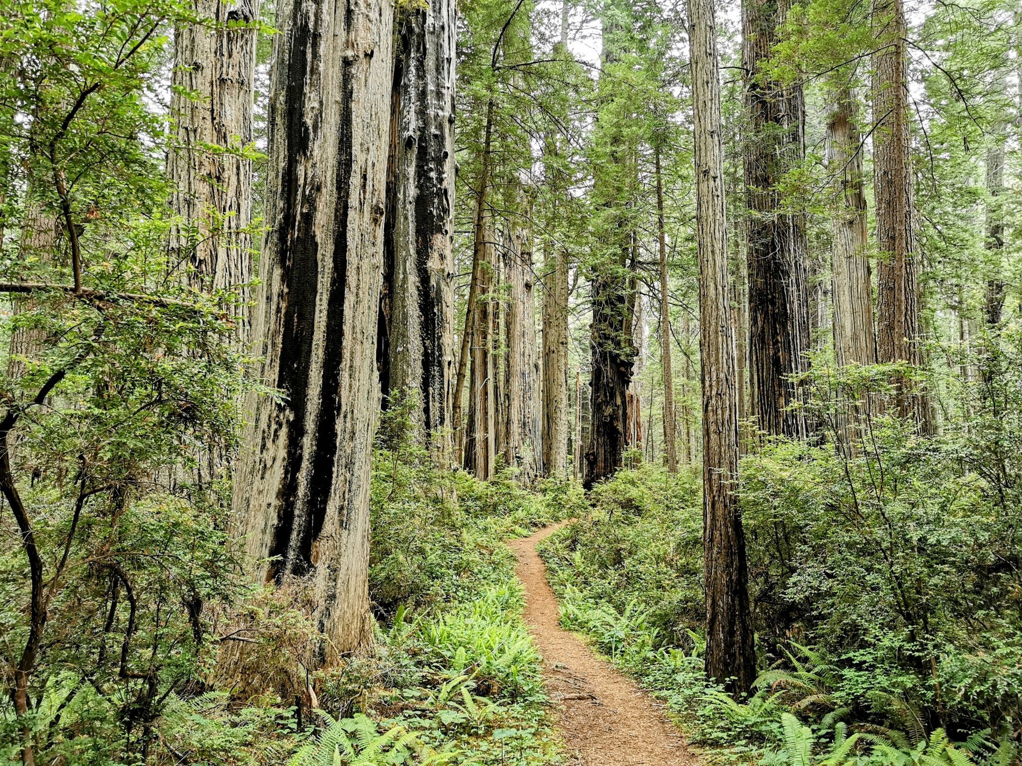 A winding dirt path leads through a forest of towering, ancient trees and ferns. - Walk through tree loop from Campground Entrance Station