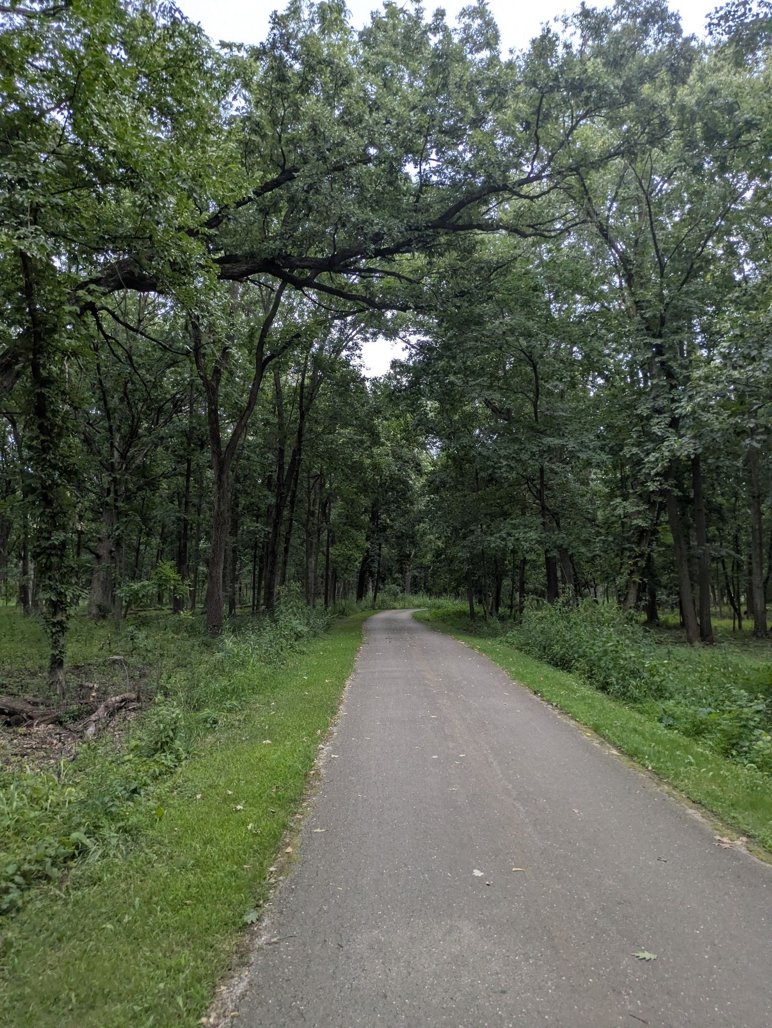 Straight paved path through a dense, dark green forest on a cloudy day. - Bemis Woods South Loop