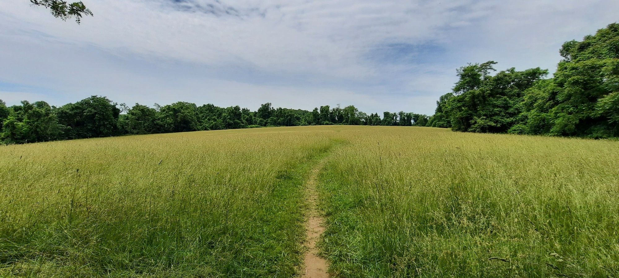 A narrow dirt path winds through a vast, sunlit grassy field. - Susquehanna Ridge Trail – Susquehanna State Park loop from Susquehanna State Park