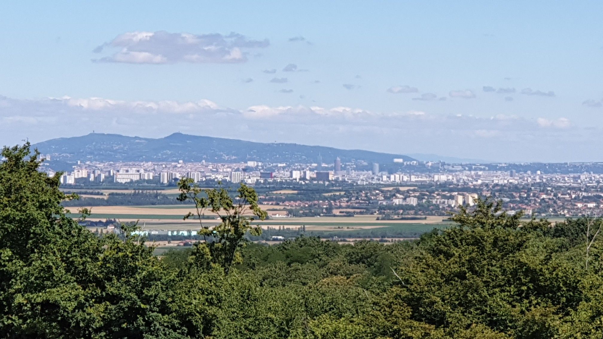 Taillis de mure