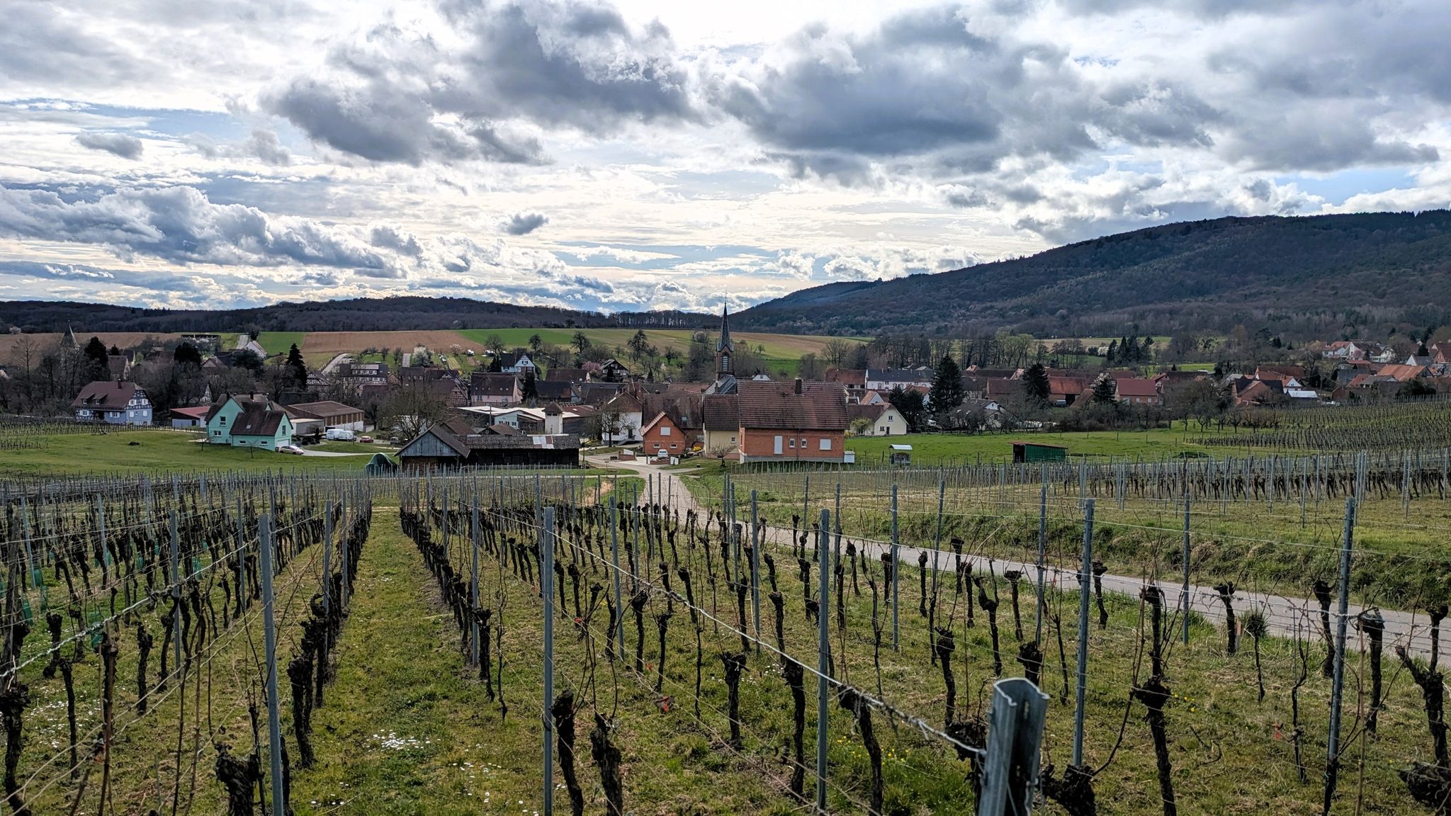 Weinberge bei Cleebourg