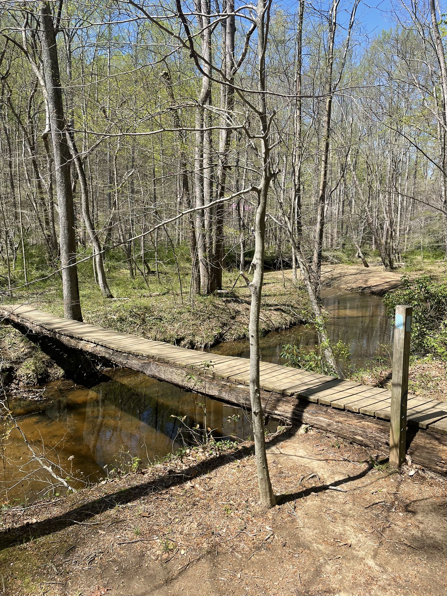 A wooden footbridge crosses a small stream in a sunny, early spring forest. - Bull Run Occoquan Trail: Fountainhead to Wolf Run Shoals
