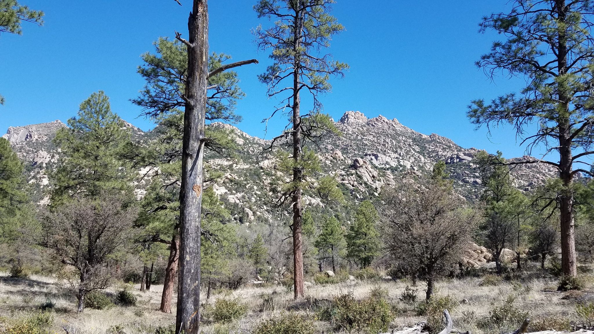 Pine trees and dry brush in front of rocky mountains under a clear sky. - West Lake Trail #351
