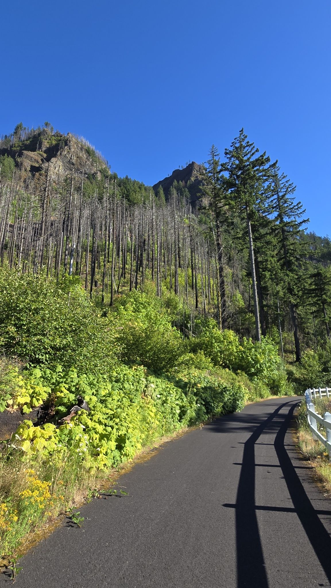 A paved road winds alongside a steep mountain with dead trees and green foliage. - Elowah and Upper McCord Creek Falls Trail