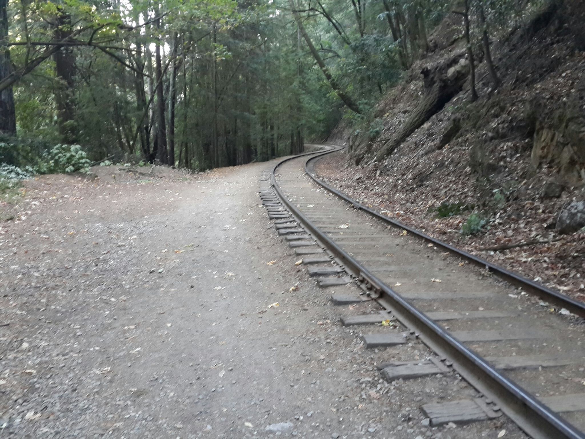 Railroad tracks curving alongside a dirt path through a quiet forest. - Ox Trail