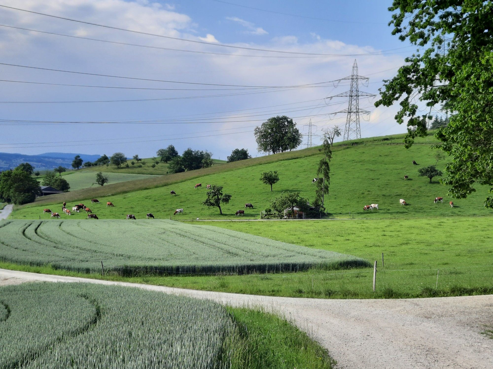 glückliche 🐄🐄🐄🐄🐄