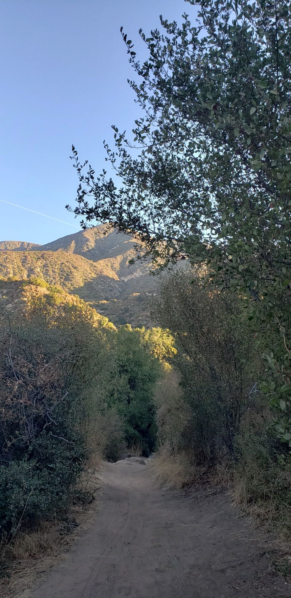 A dirt path winds through trees towards a sunlit mountain under a blue sky. - El Prieto Trail loop from John Muir High School