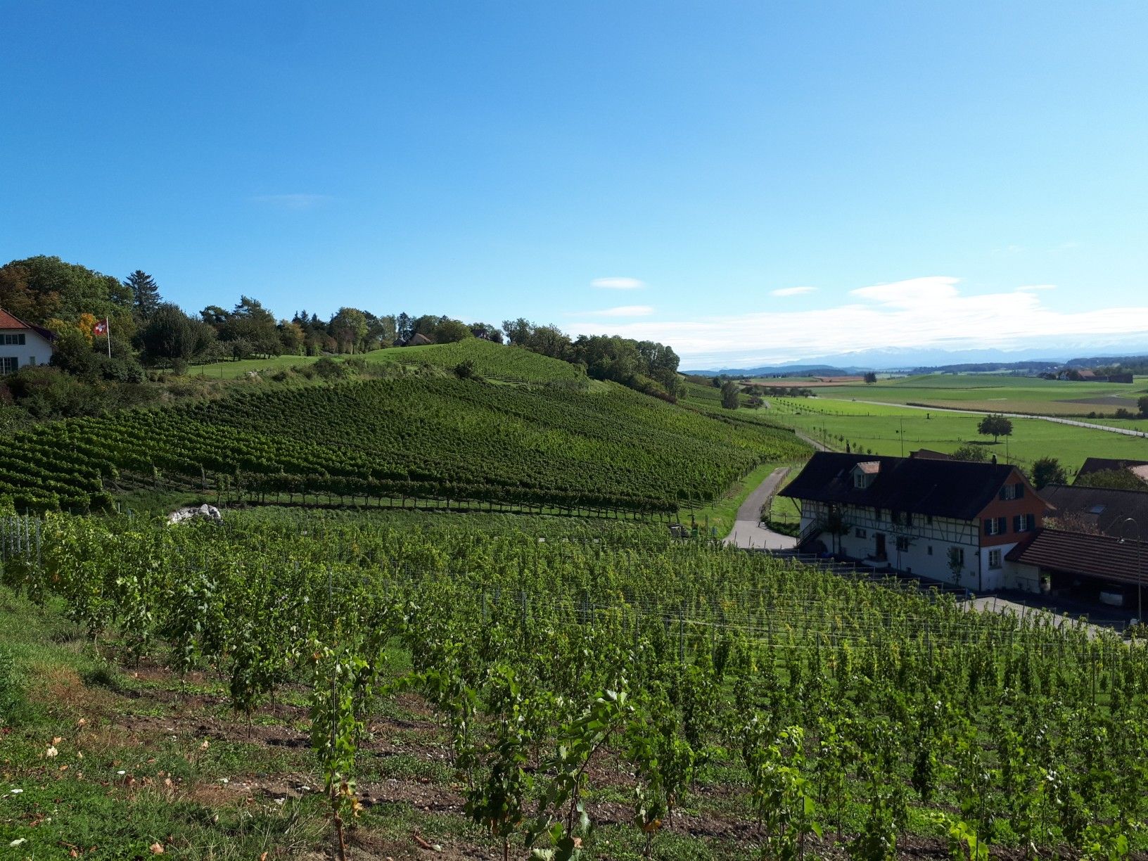 Blick auf die Rebberge bei Stammheim