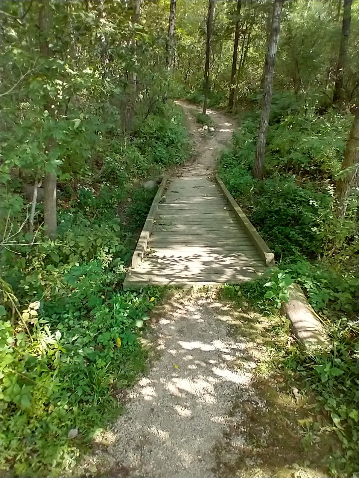 A sun-dappled dirt path leads to a wooden bridge in a green forest. - Ice Age Trail: Lodi Marsh Segment
