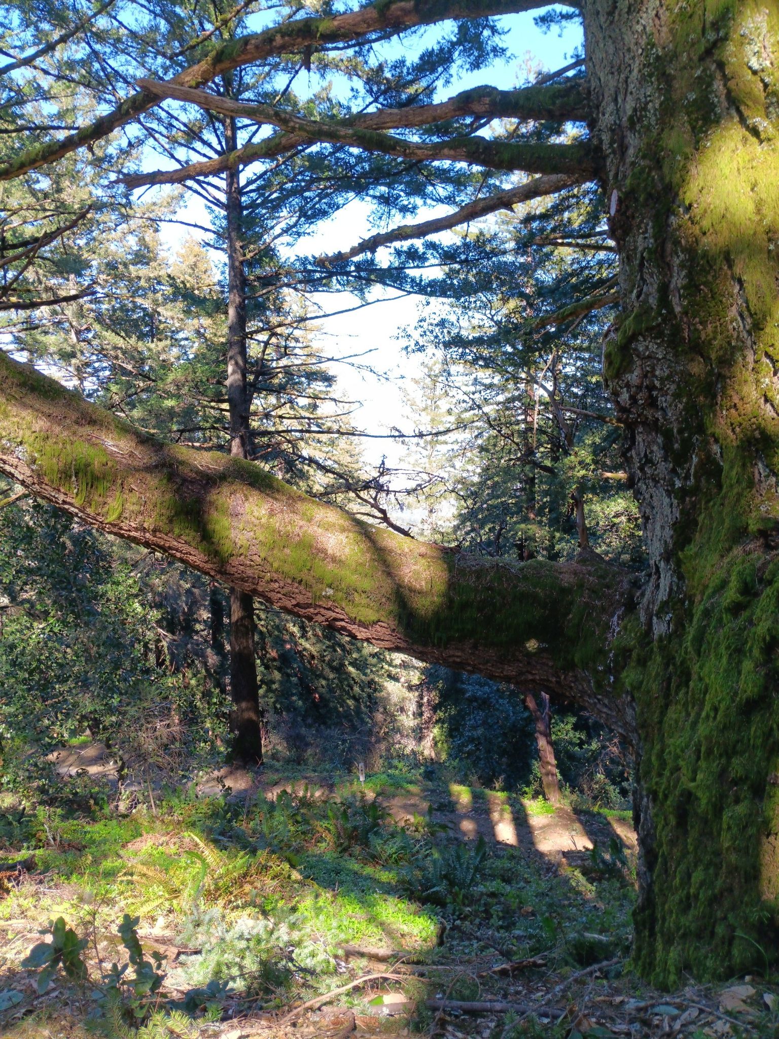 Moss-covered tree trunk and branch with dappled sunlight on a forest floor. - Skyline Trail and Alambique Trail Loop