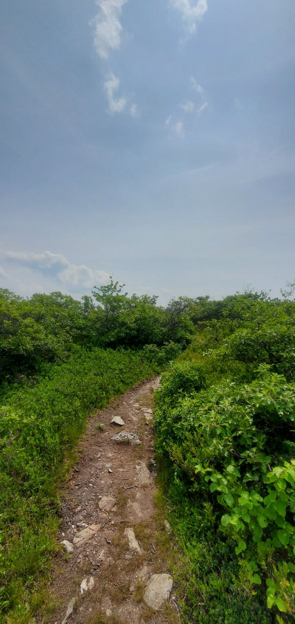 A narrow dirt trail winds through dense green foliage under a bright sky. - South Taconic Trail