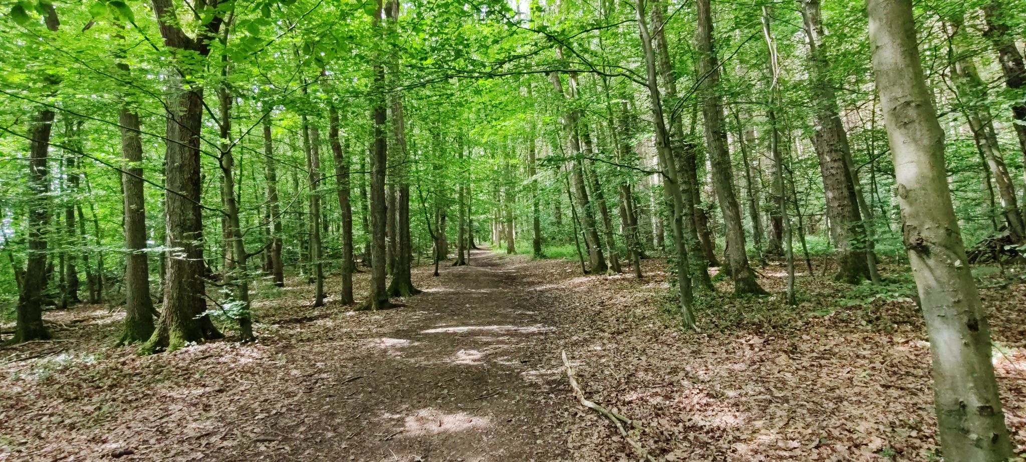 Widdowson Spring Wood