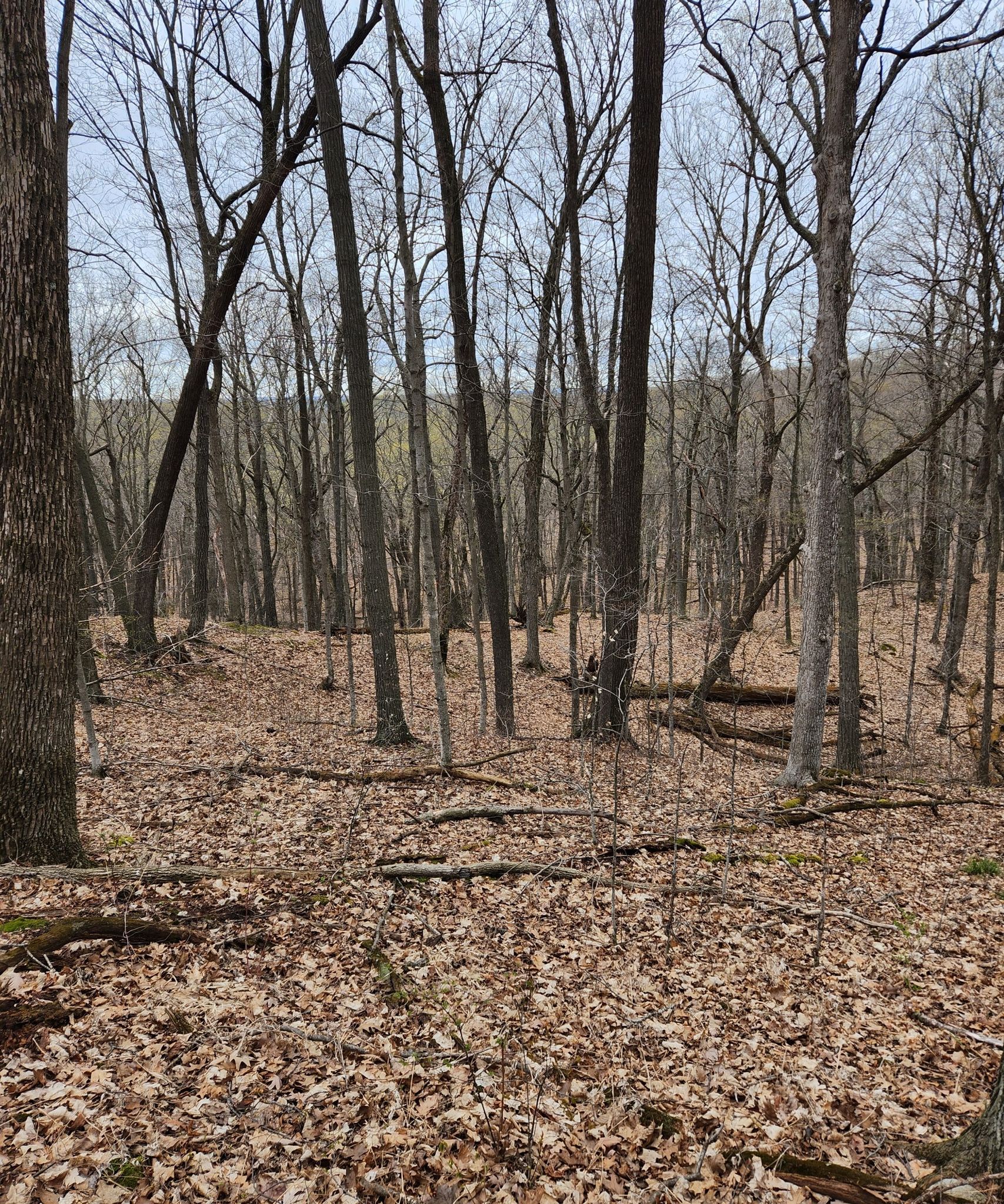 Overcast forest scene with many bare trees and leaf-covered ground. - Ice Age Trail: Greenbush Segment