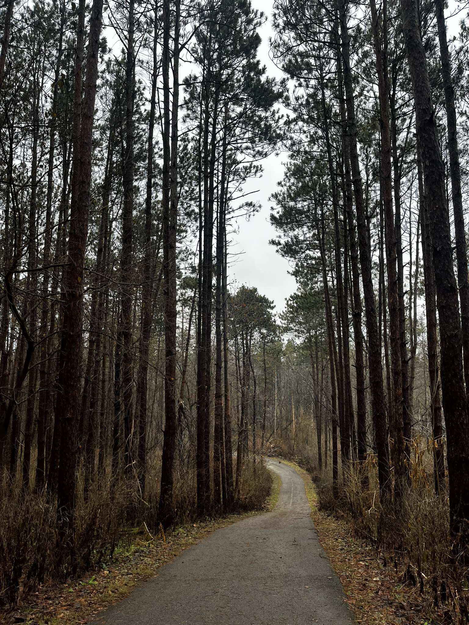 Paved path through a tall, dense pine forest on an overcast day. - McHenry County Prairie Trail