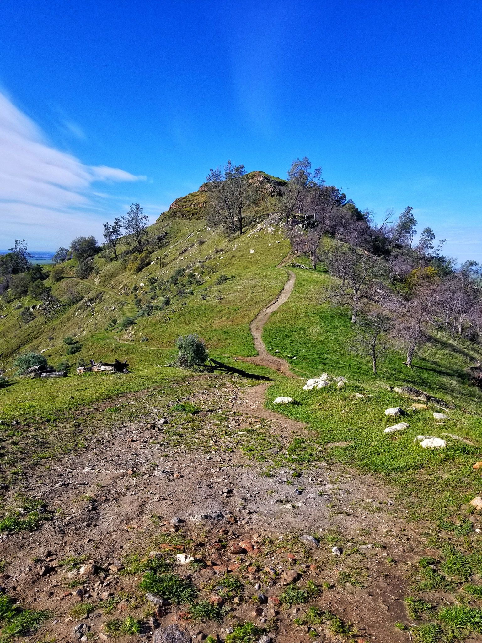 Winding dirt trail ascends a bright green, sunny hill with scattered trees. - Pincushion Peak Trail