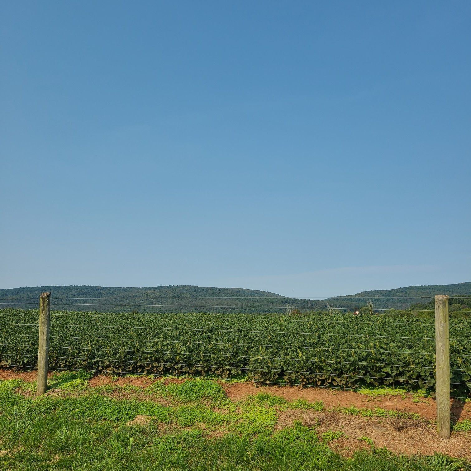 Vast green field with distant mountains under a bright blue sky. - Utica Covered Bridge – Loys Station Covered Bridge loop from Thurmont