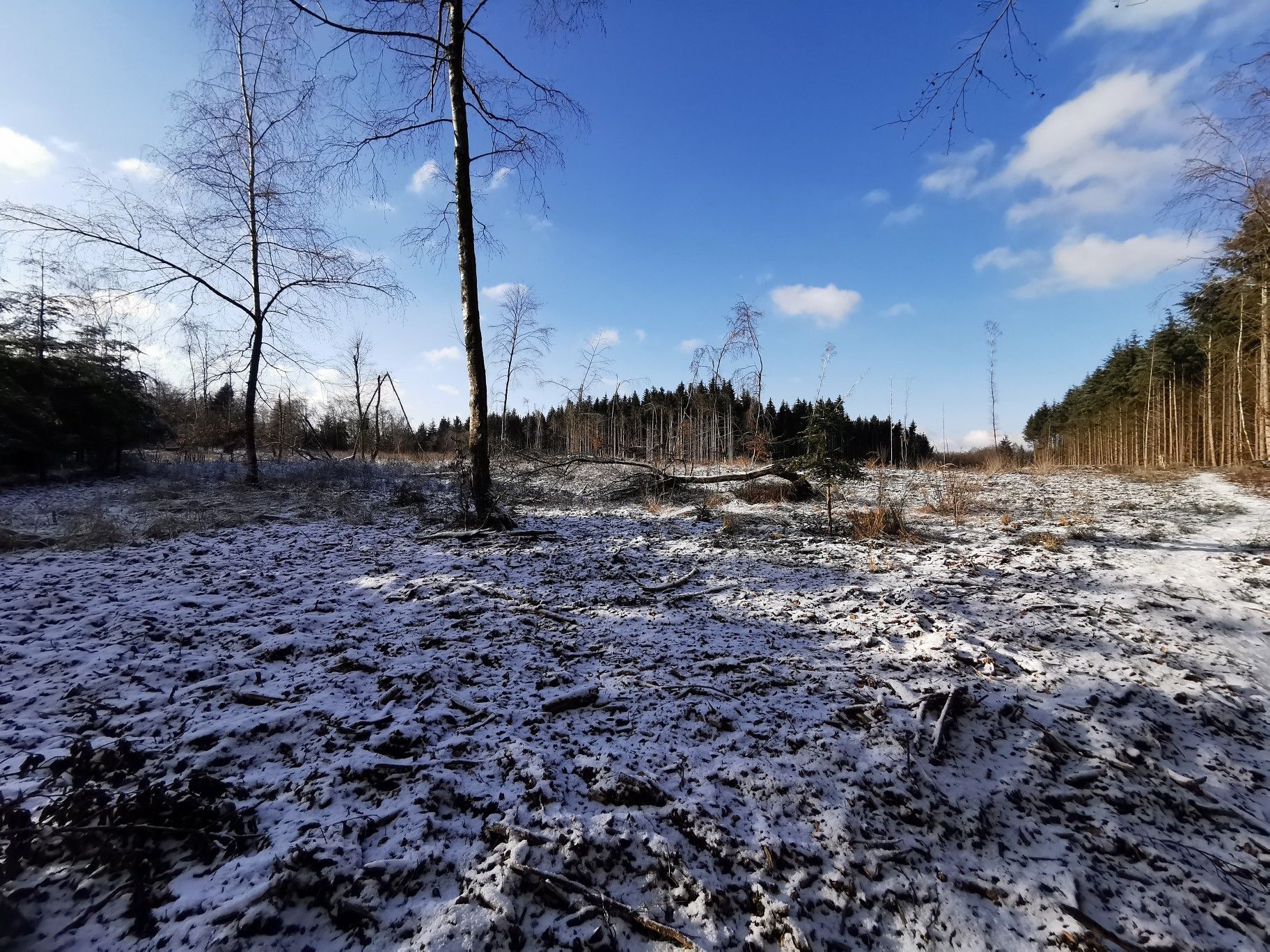 Ein Wald