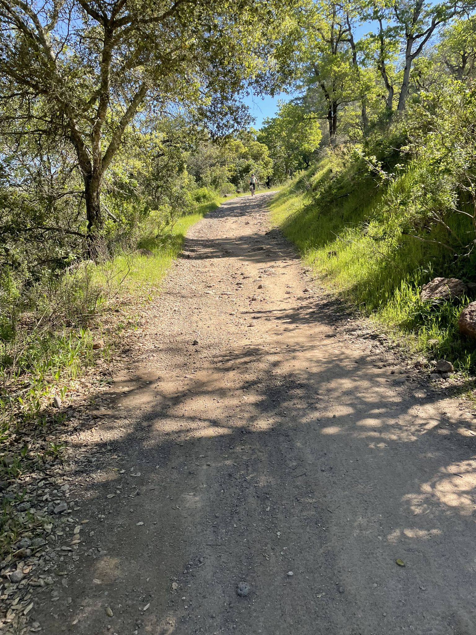 A sunny dirt path winds through green trees with dappled light. - Canyon Trail – Lake Ilsanjo loop from Bennett Valley