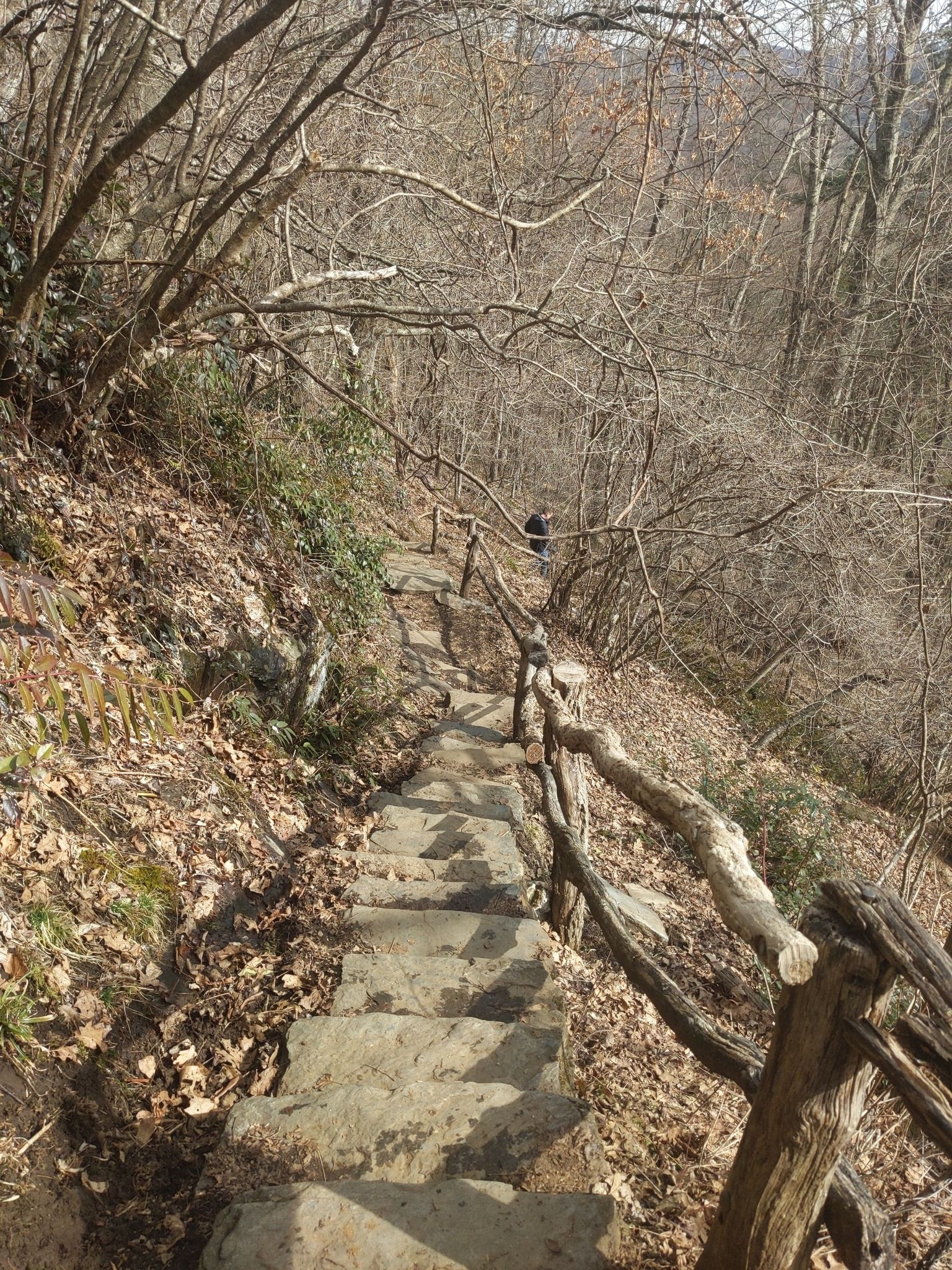 Stone steps with a rustic wooden railing descend through a bare forest. - Cascades Trail