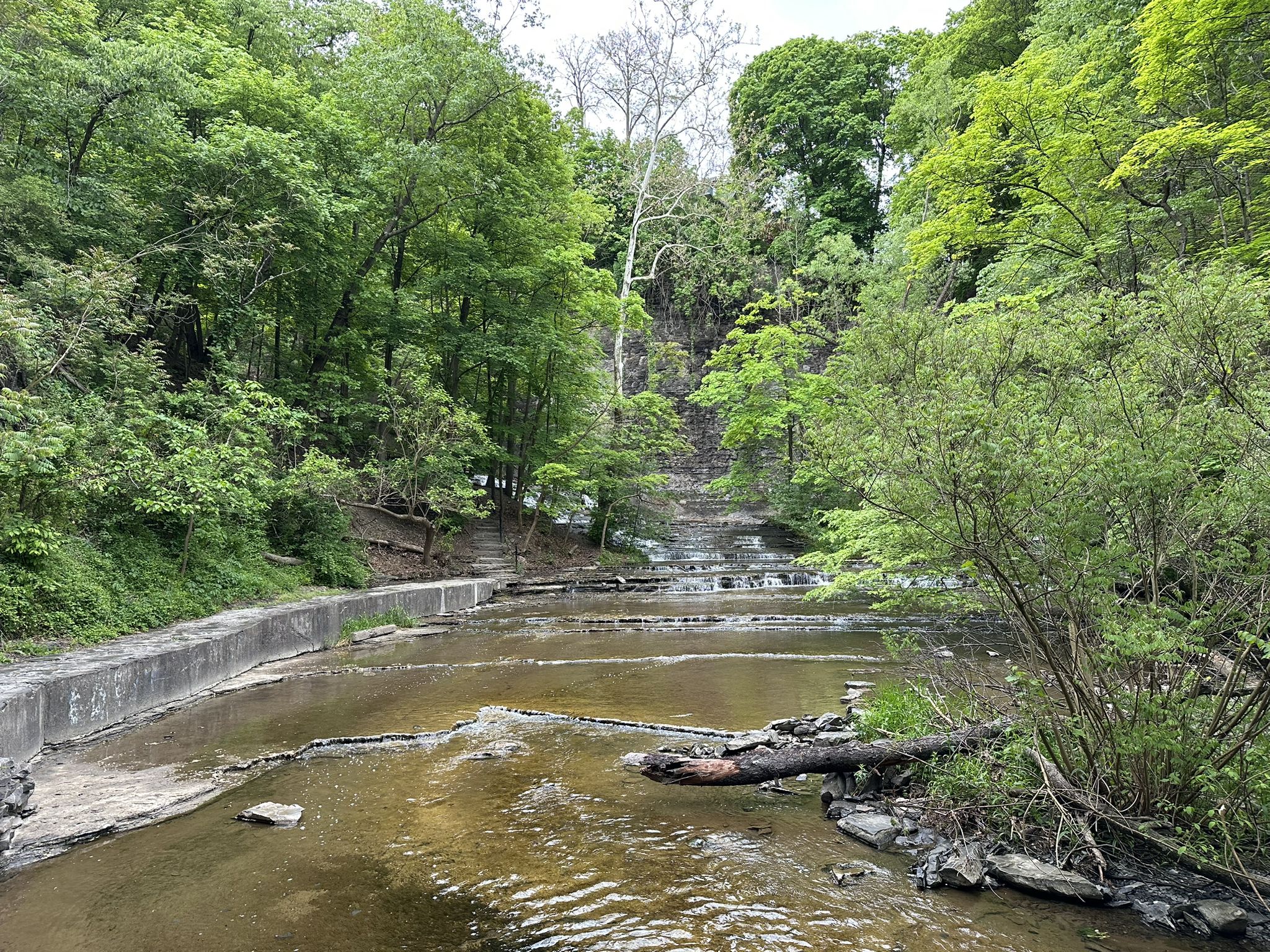 Stream flowing over rocks through a lush green forest on an overcast day. - Cascadilla Gorge Trail