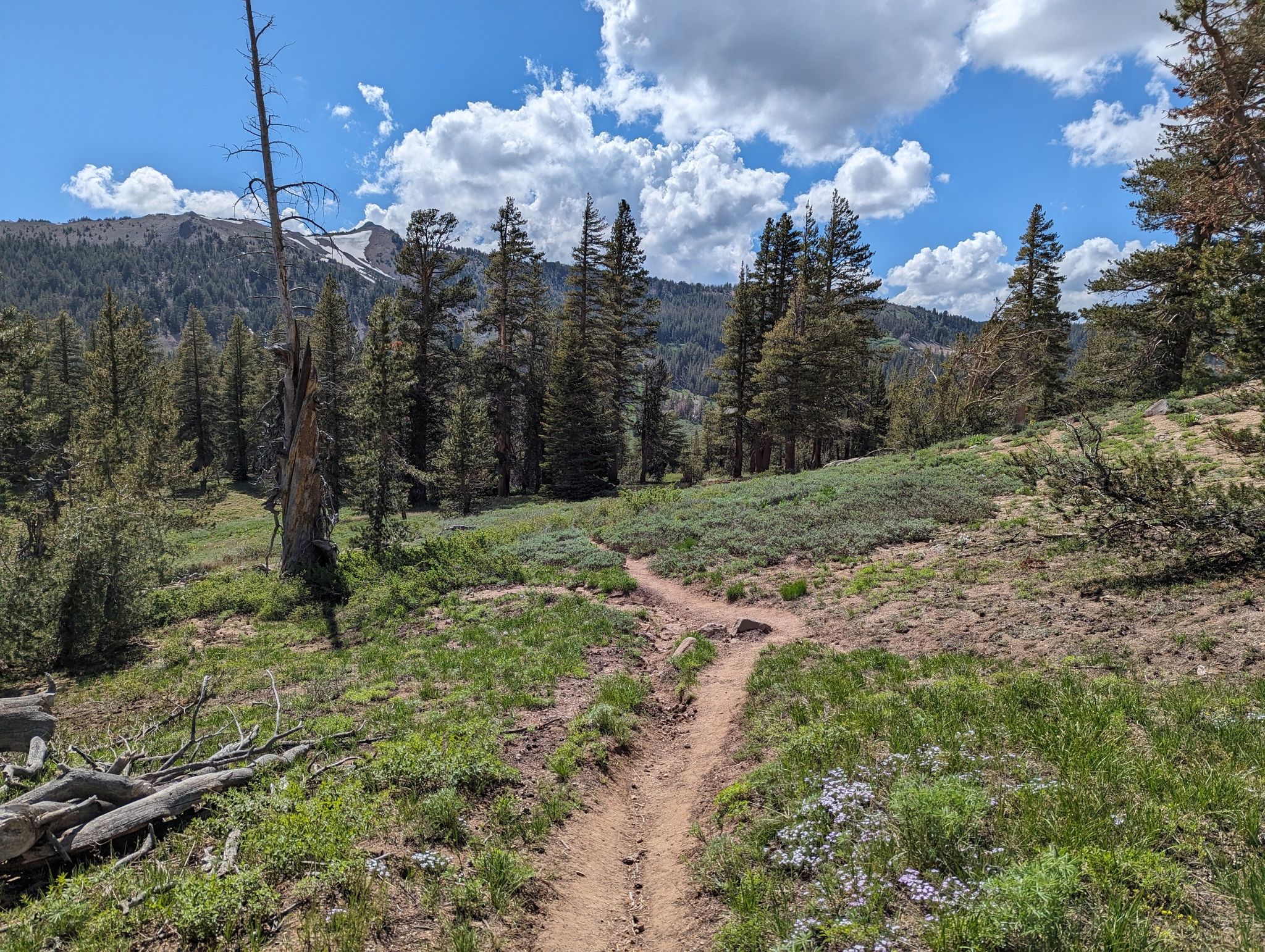 A dirt trail winds through a sunny mountain forest with distant snowy peaks. - PCT: CA Section J - Sonora Pass to Echo Lake