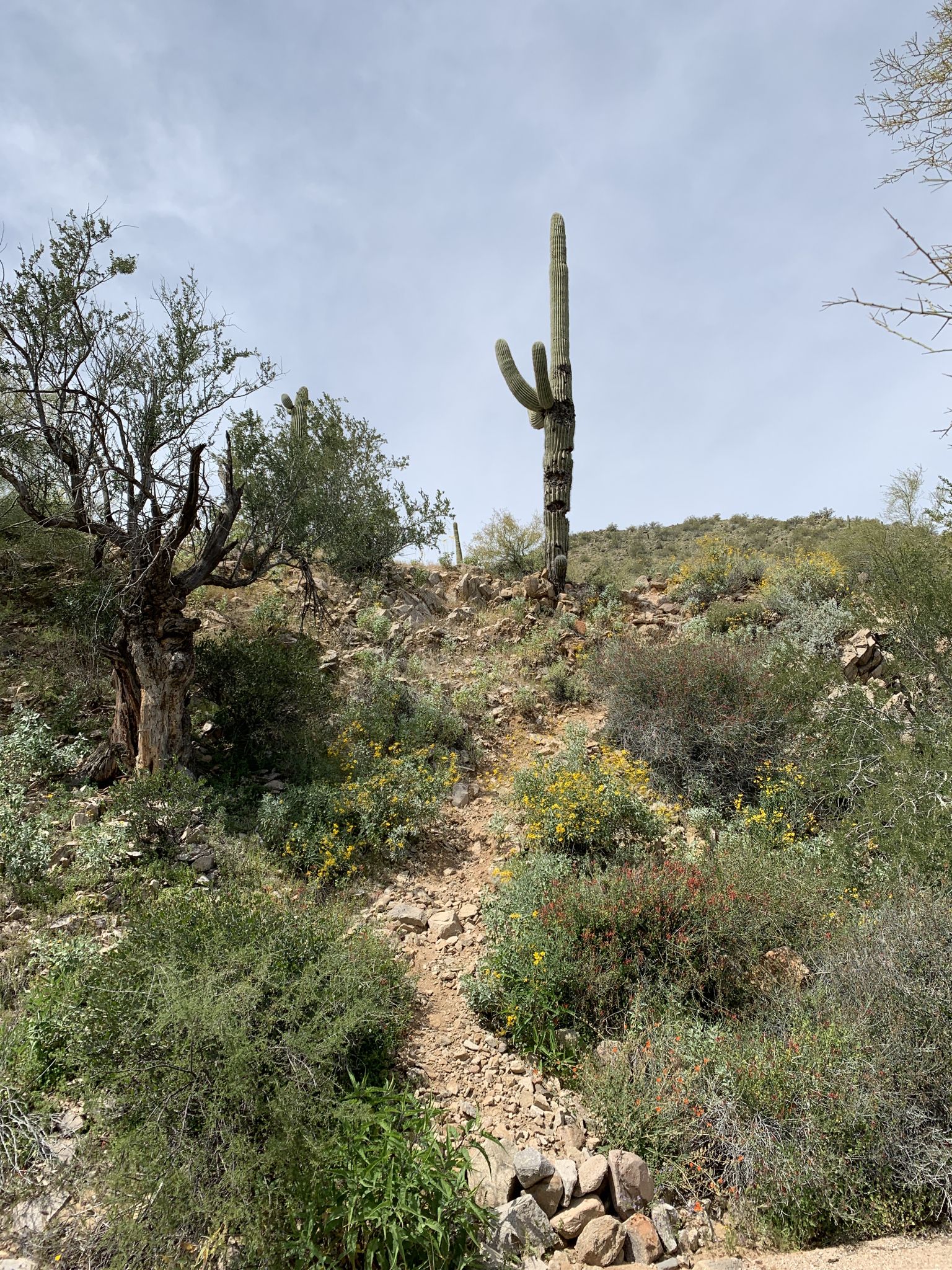 Dirt trail ascends a desert hill with a tall saguaro under an overcast sky. - Meridian, Blevins and Pass Mountain Loop
