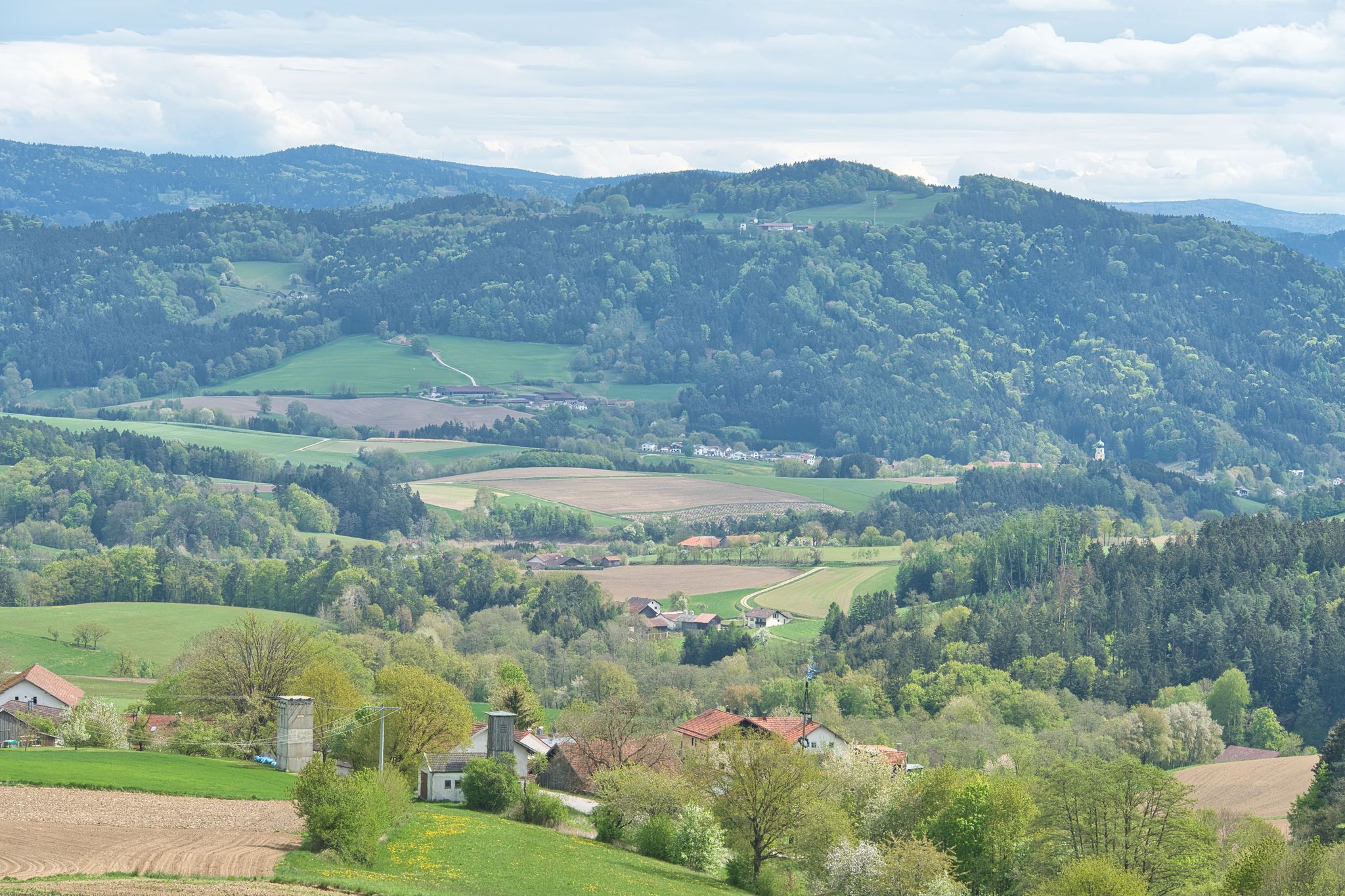 Blick in den Bay. Wald