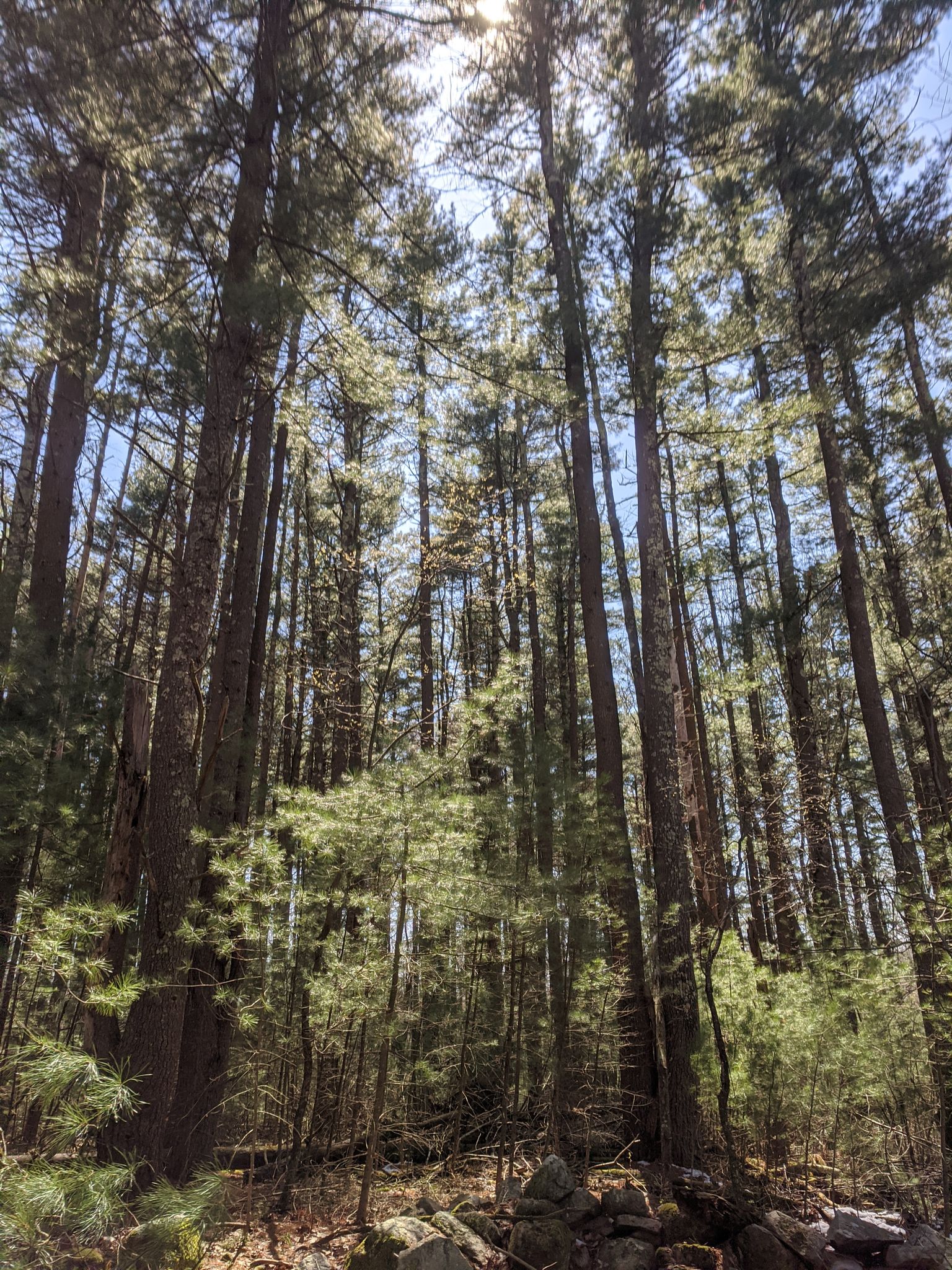 Tall pine trees in a dense forest with bright sunlight filtering through the canopy. - Wildcat Hill loop from Ashland