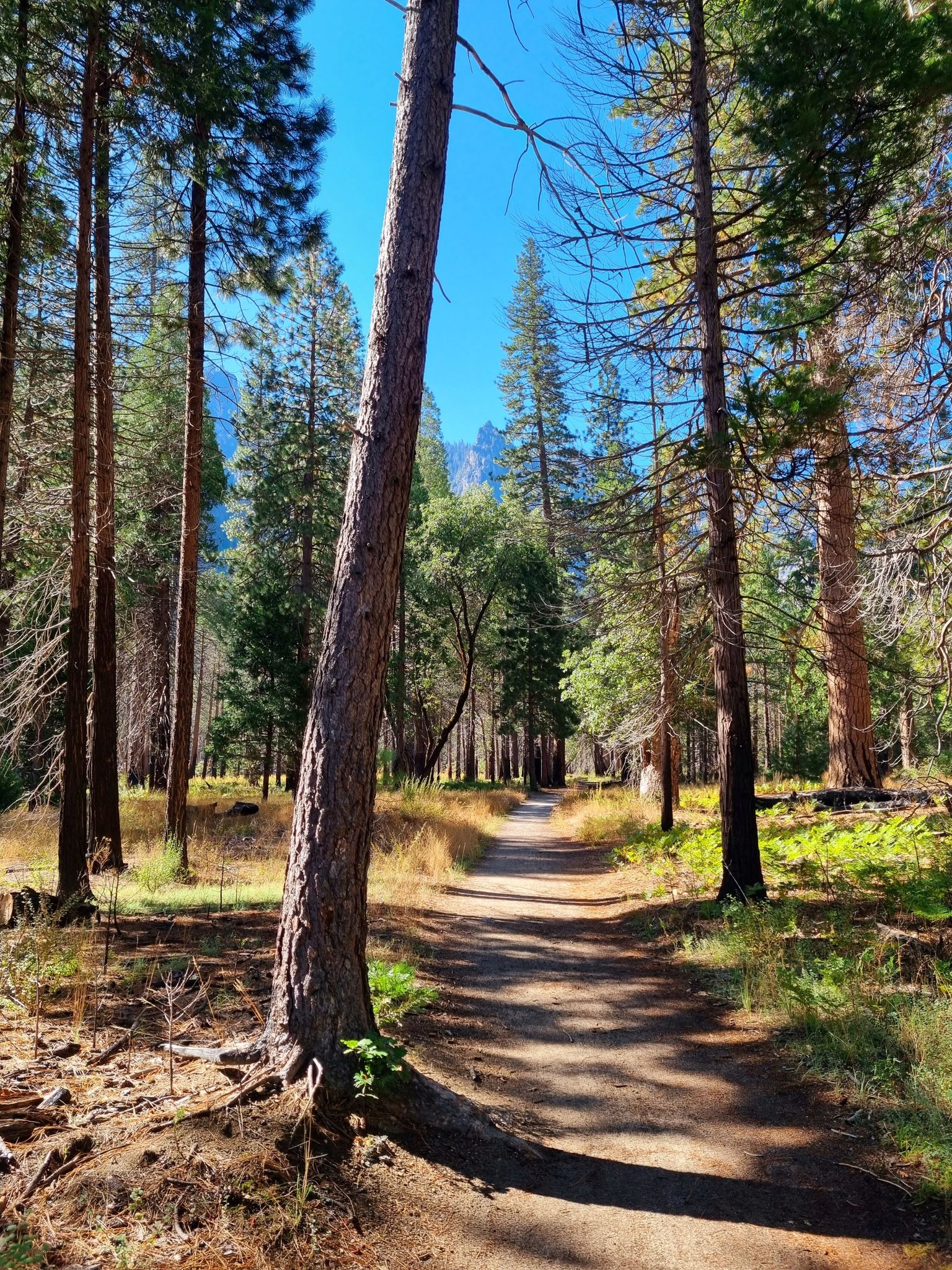 Sunlit dirt path winding through a dense forest of tall trees. - Yosemite Valley Loop Trail loop from Yosemite Valley