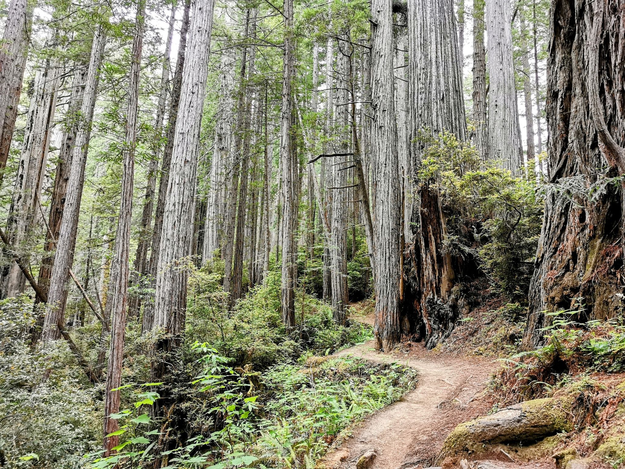 A winding dirt path leads uphill through a forest of tall, slender trees. - James Irvine Trail