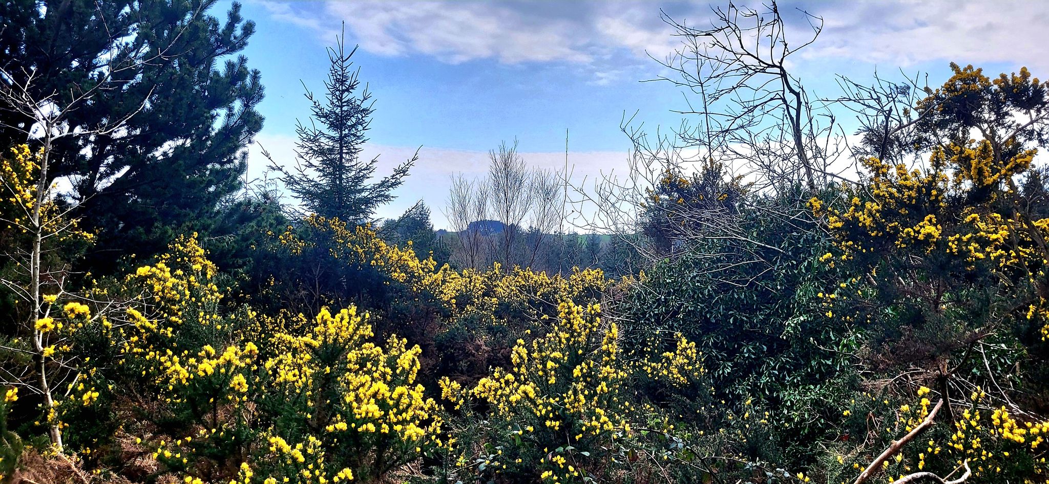 Der Wald ist durchmischt mit Ginster