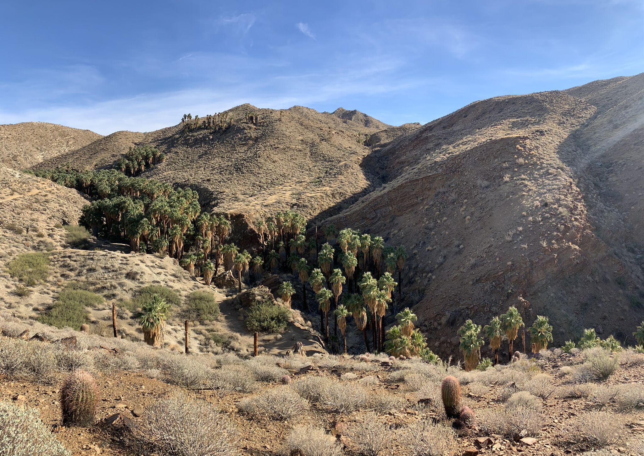 Sunny desert mountains with a lush palm tree oasis in a canyon. - Dry Wash Loop Trail