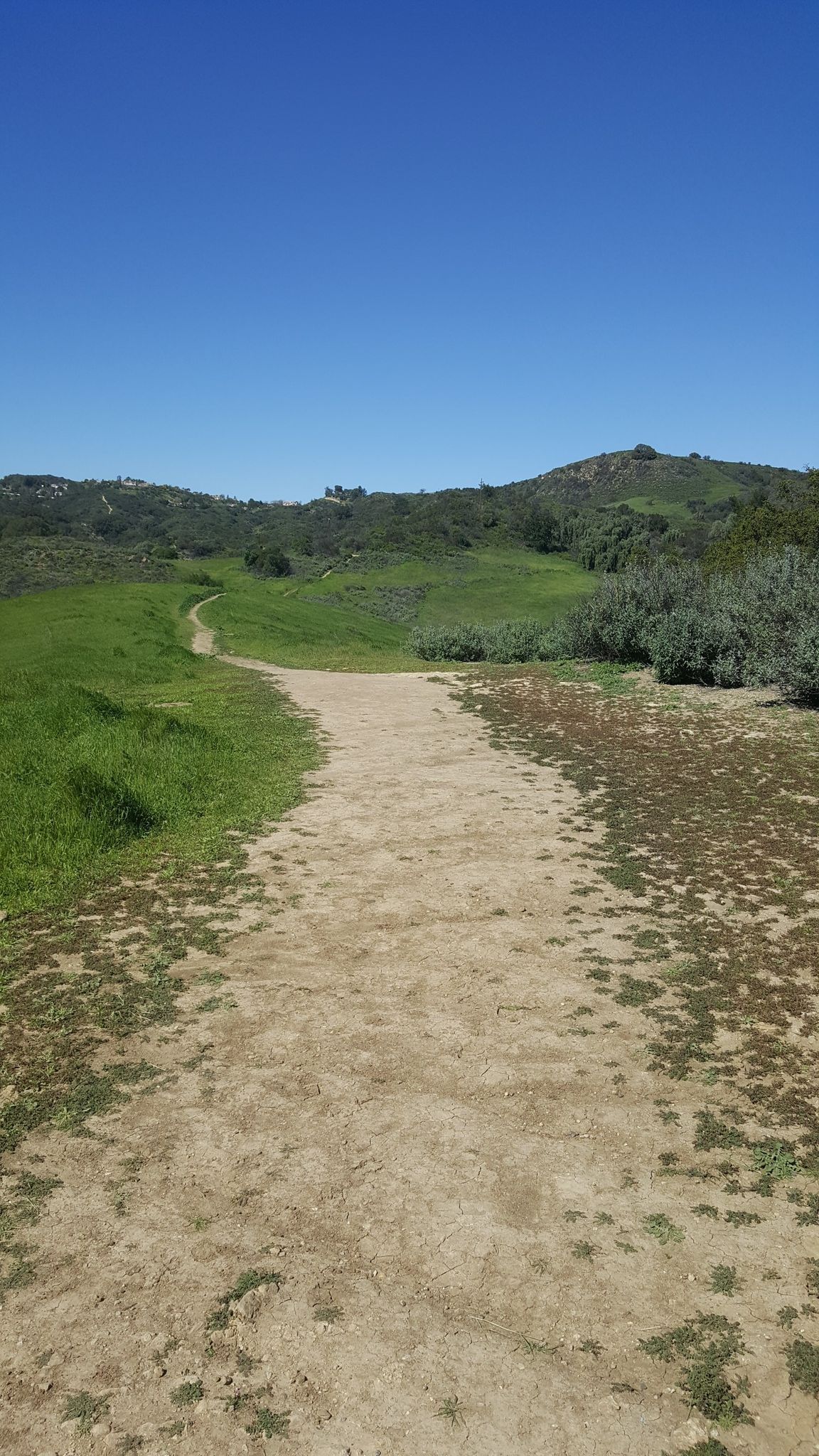 A wide dirt path winds through bright green fields under a clear blue sky. - Santa Maria Creek Trail