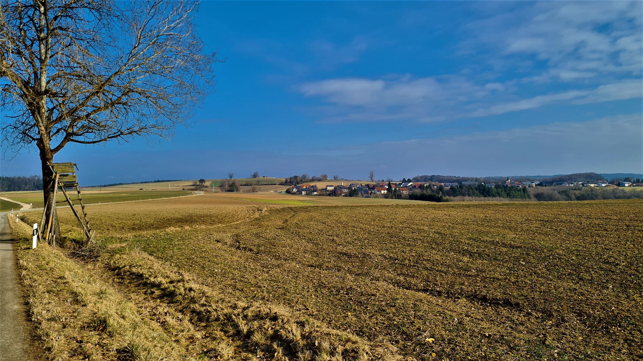 Haugenried