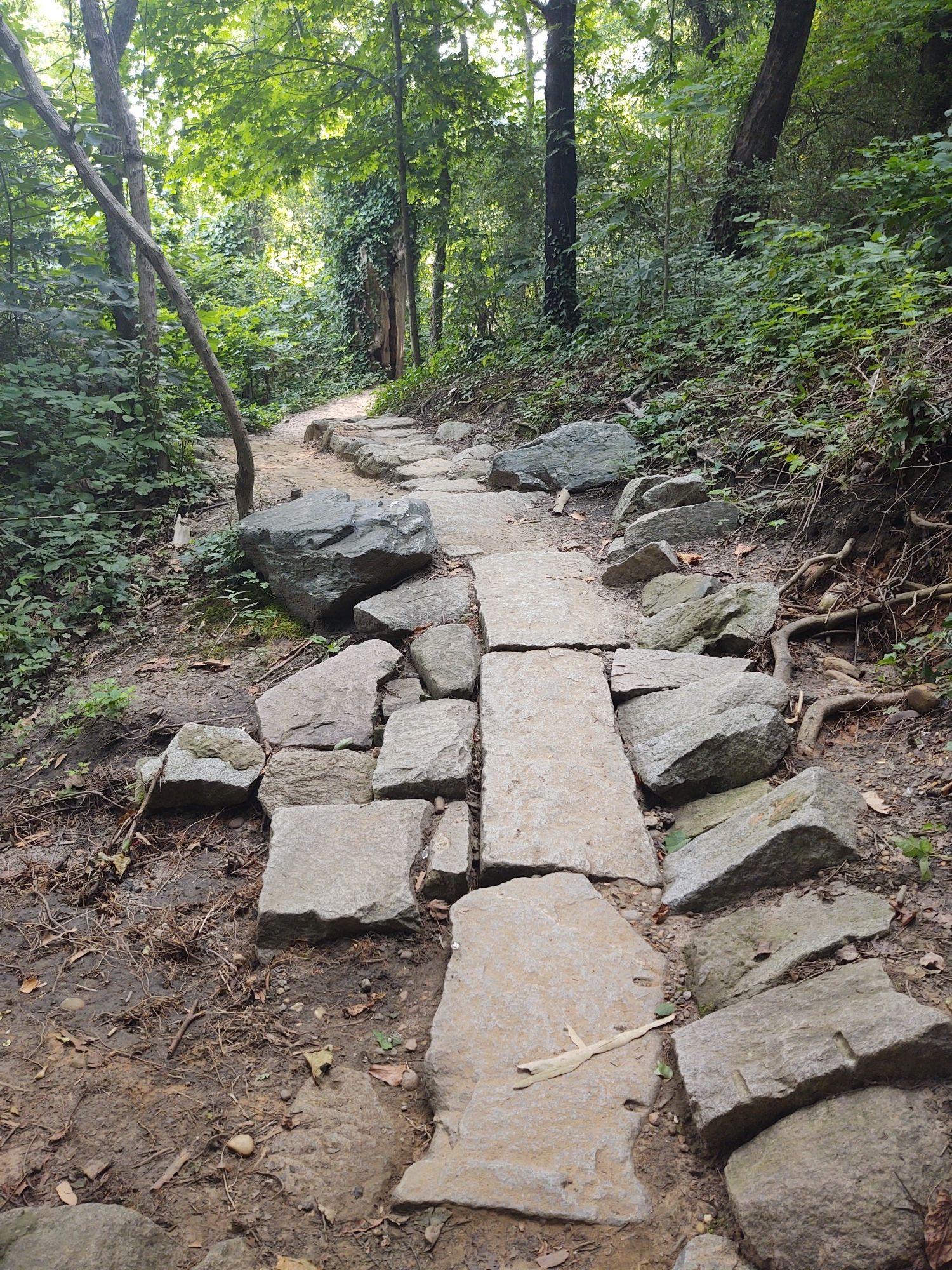 A winding stone path through a shaded forest, surrounded by green foliage. - Buttermilk Trail Loop