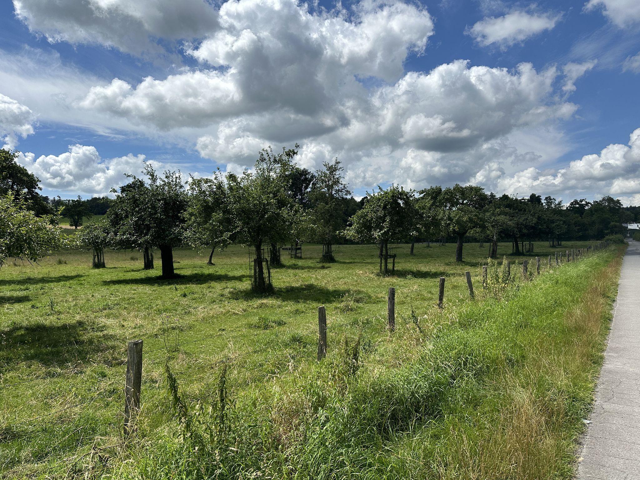 Streuobstwiesen an der Haumühle