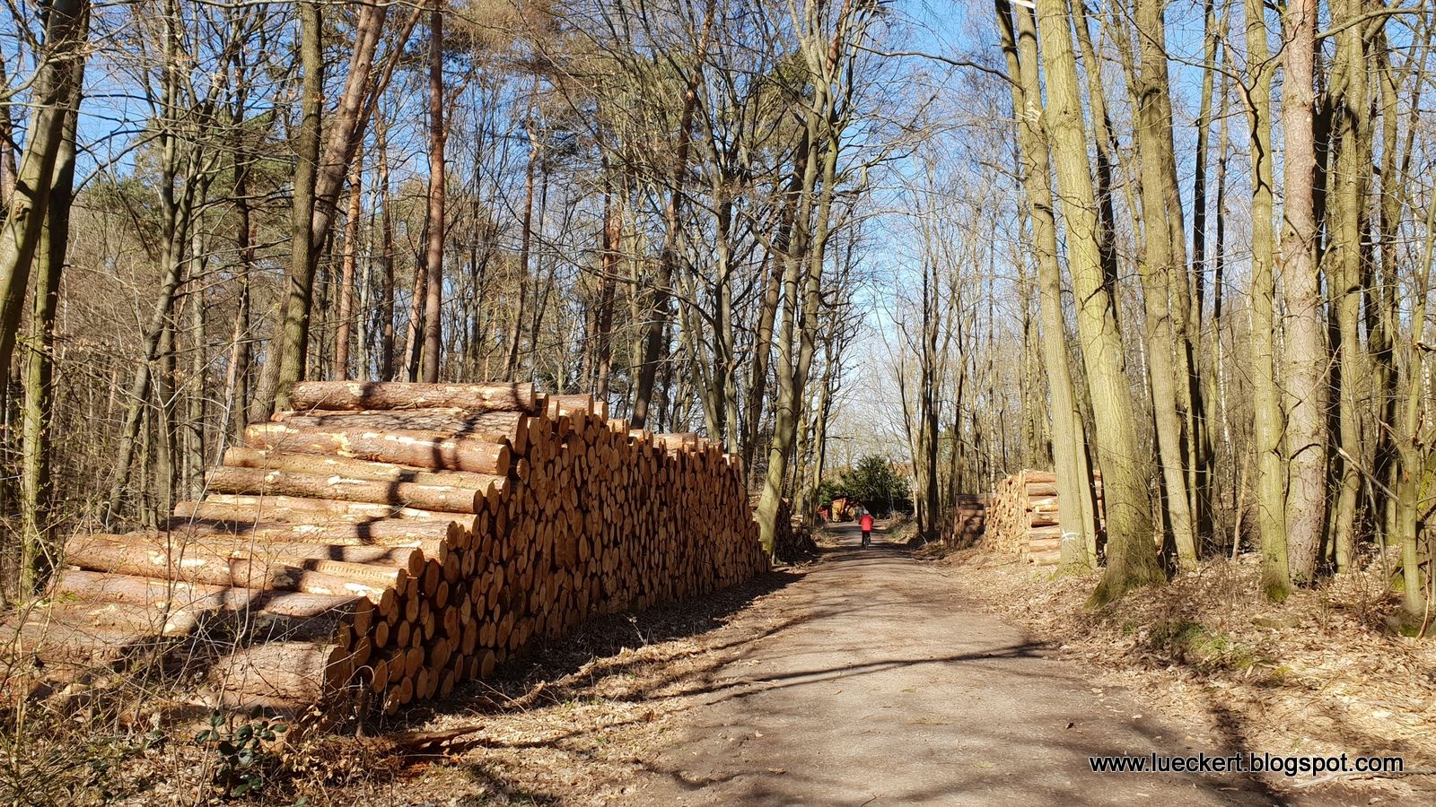 Holzeinschlag an der Maienfeld-Schneise zwischen Langen und Dreieichenhain
