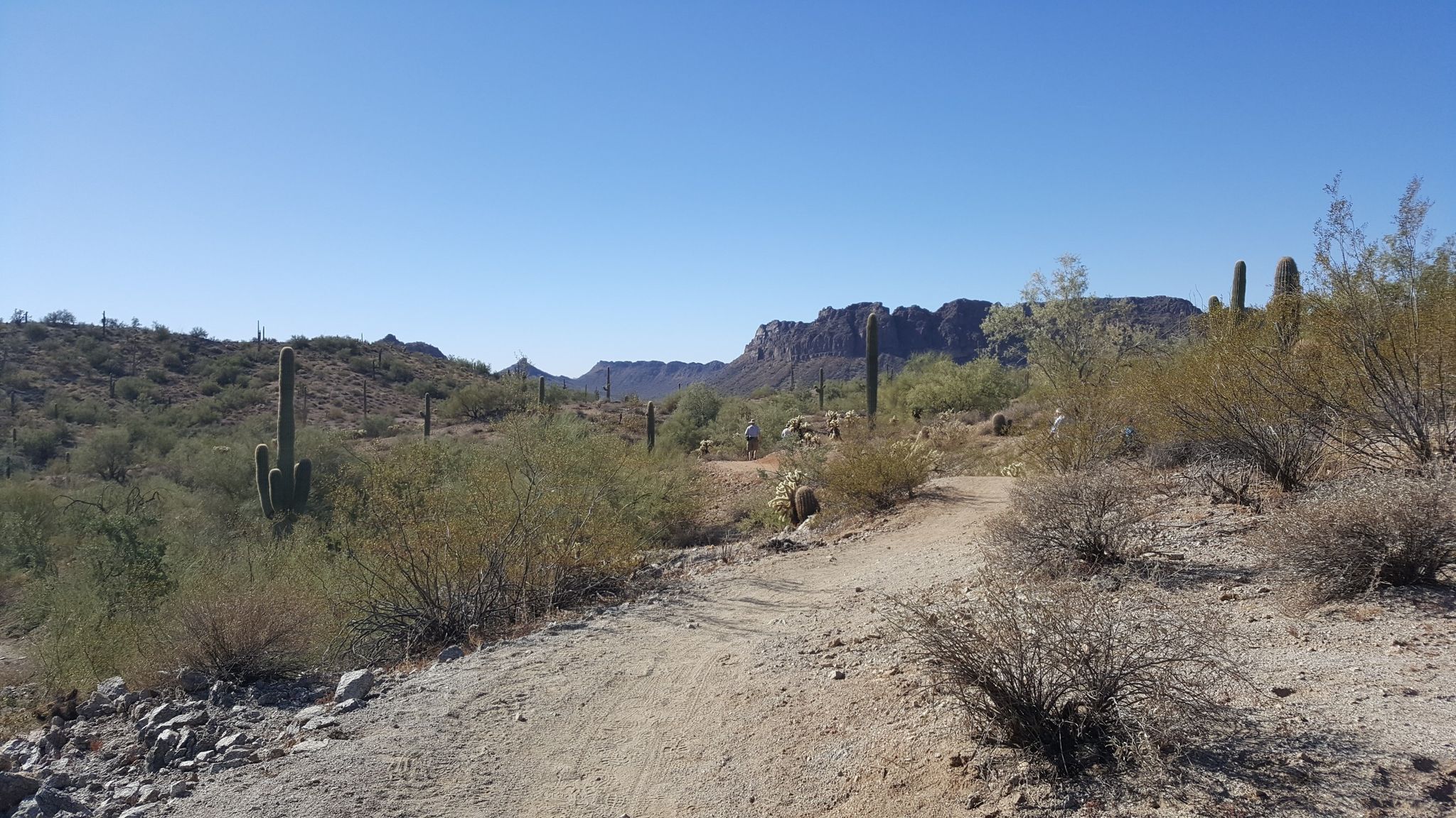 Dirt path winding through desert brush and saguaro cacti towards distant mountains. - San Tan, Hedgehog, and Moonlight Trail Loop