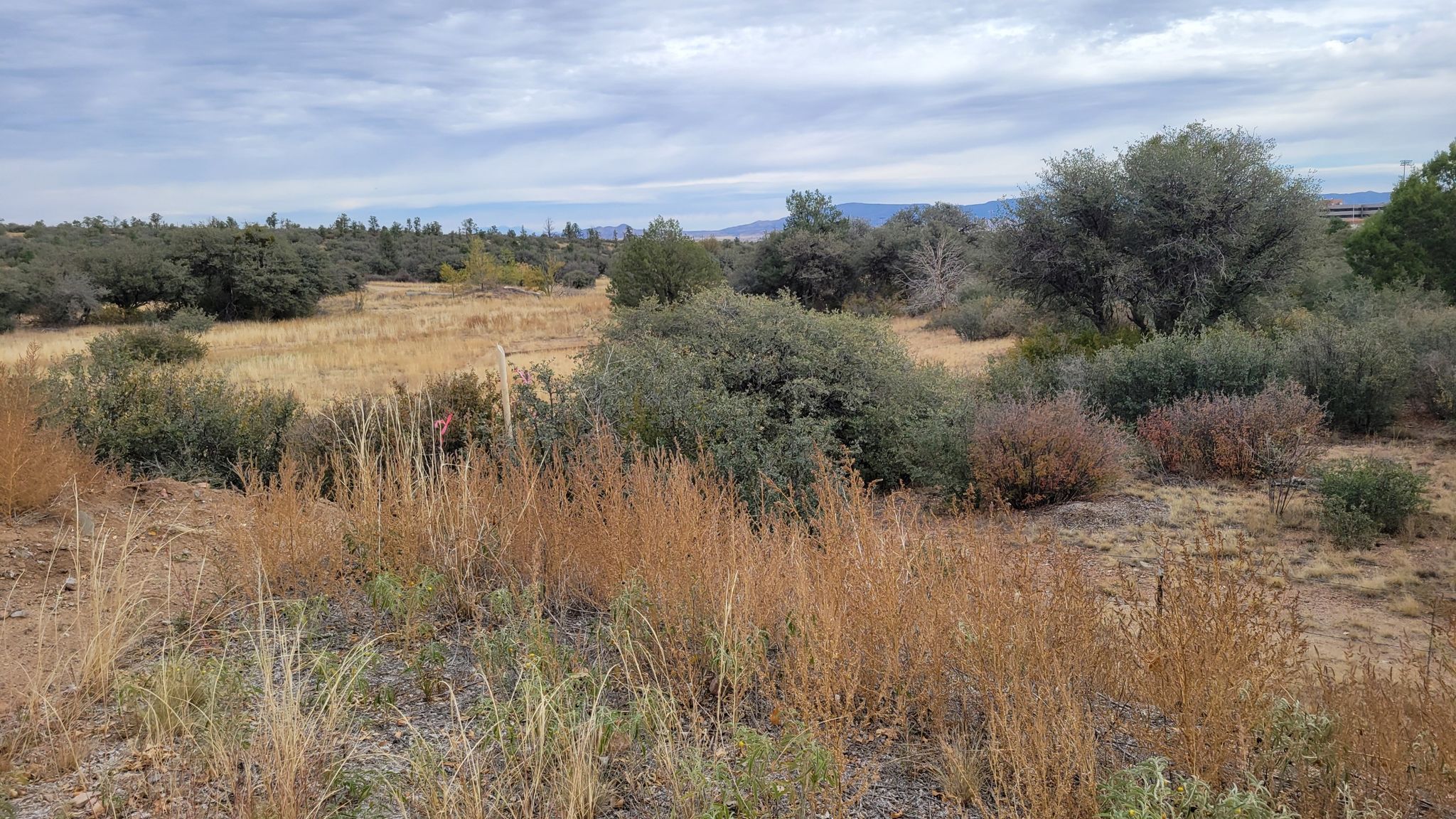 Expansive dry grass field with scattered green bushes under a cloudy sky. - Prescott Circle Trail - Willow Lake Loop